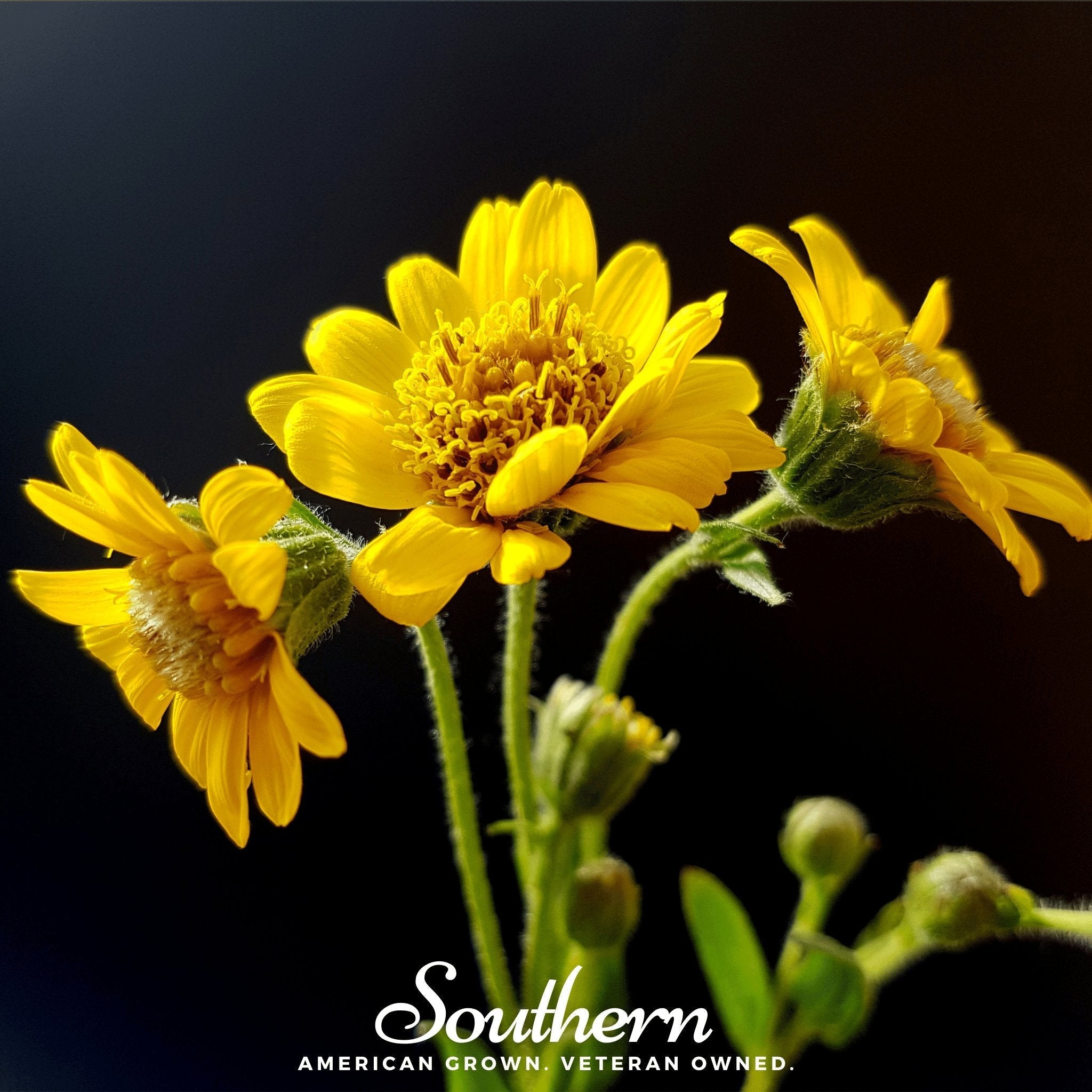 Meadow Arnica – 20 Seeds