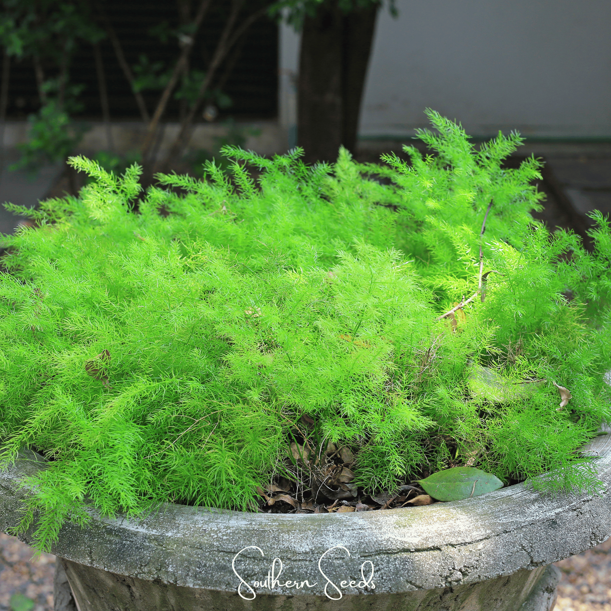 Sprengeri Asparagus Fern – 15 Seeds
