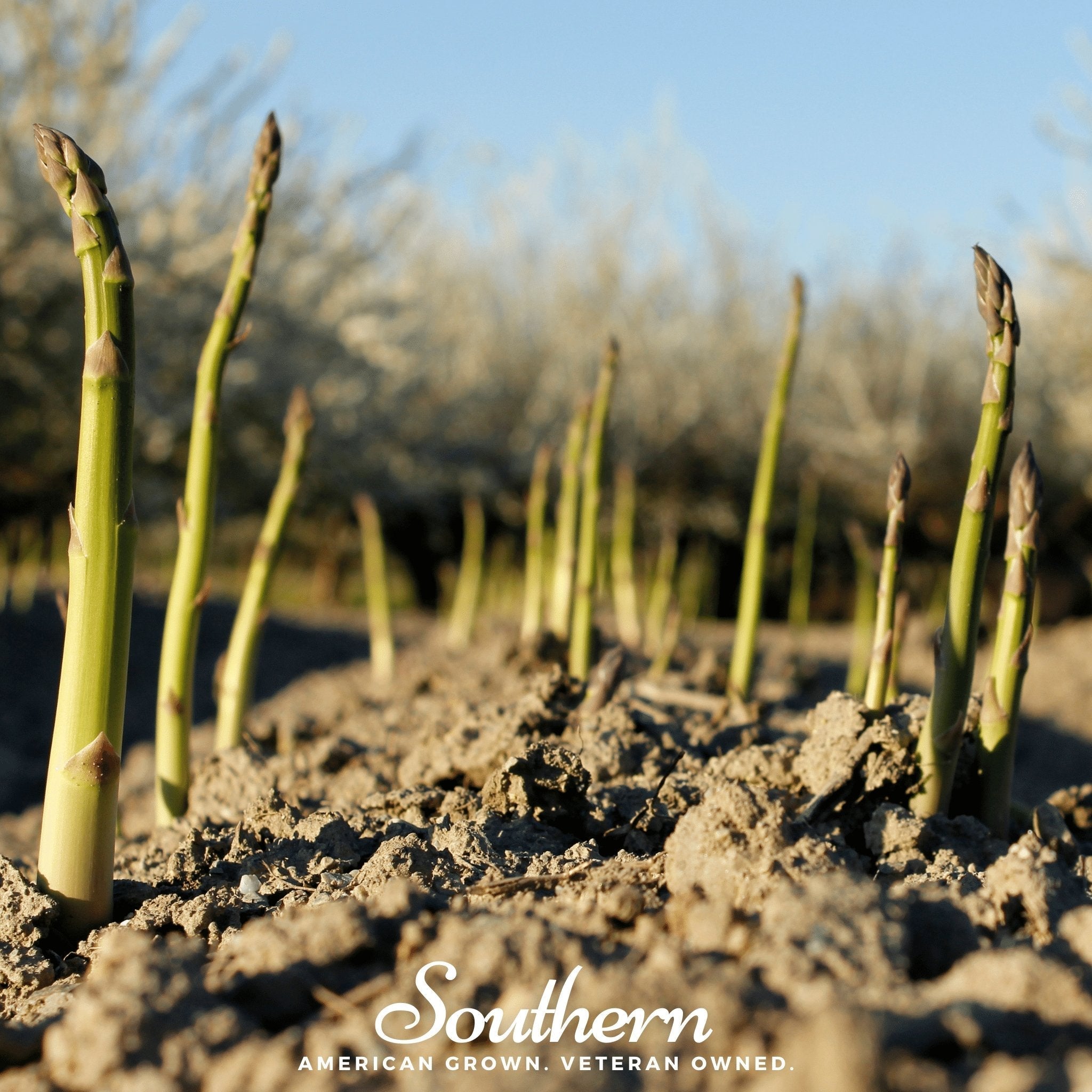 UC157 F2 Asparagus – 50 Seeds