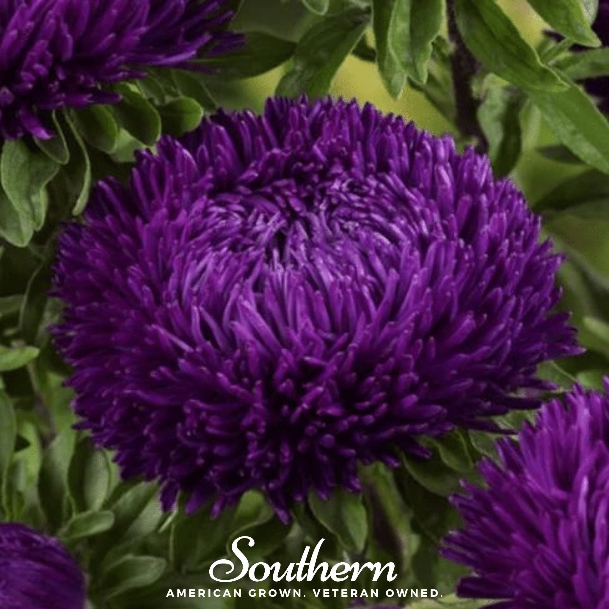 Violet Gremlin Aster – 50 Seeds