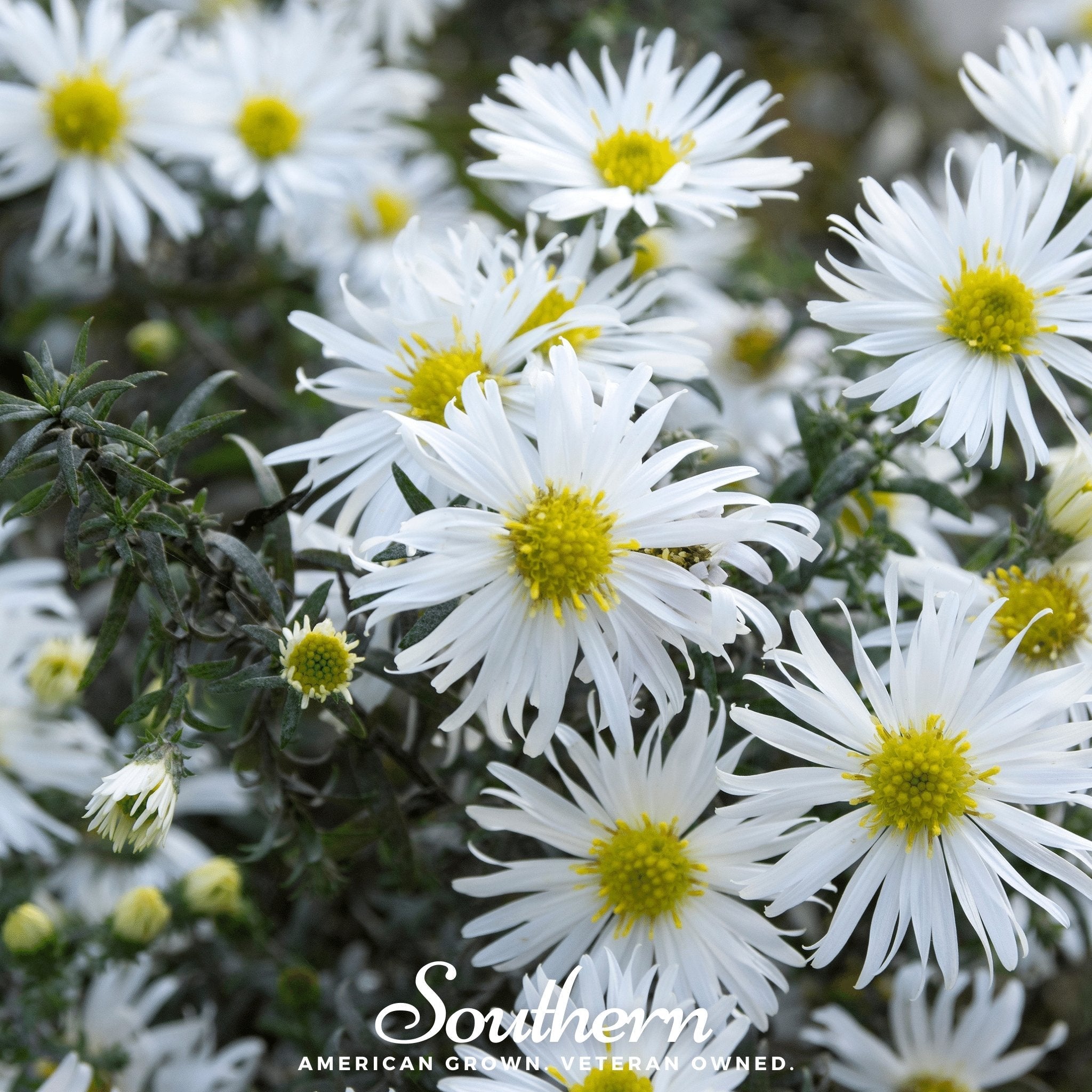 Heath White Aster – 50 Seeds