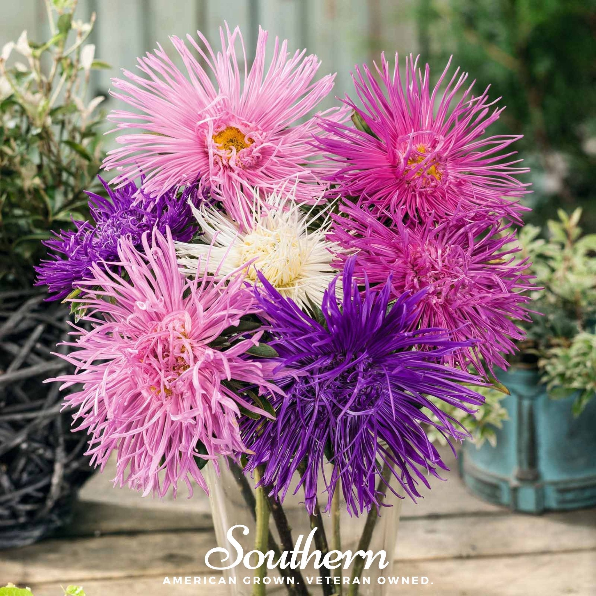 Needle Mix Aster – 50 Seeds