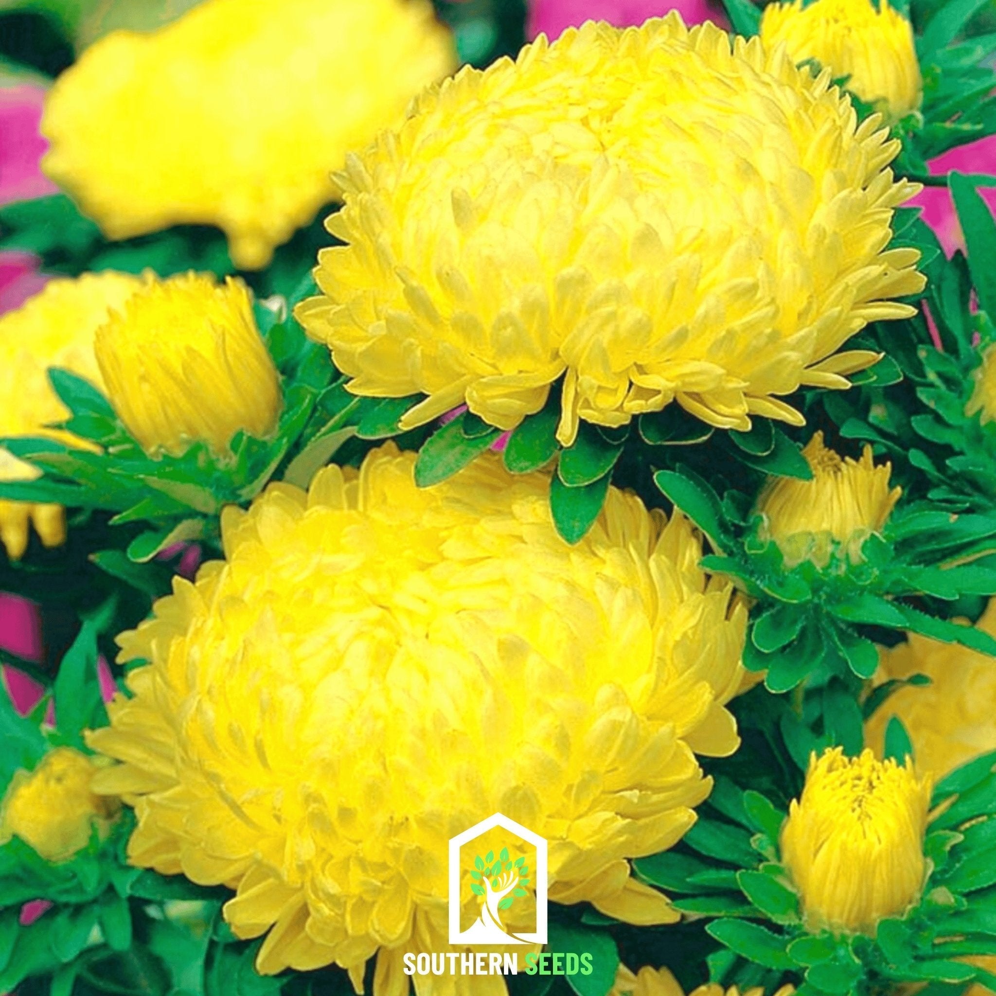 Yellow Paeony Duchess Aster – 50 Seeds