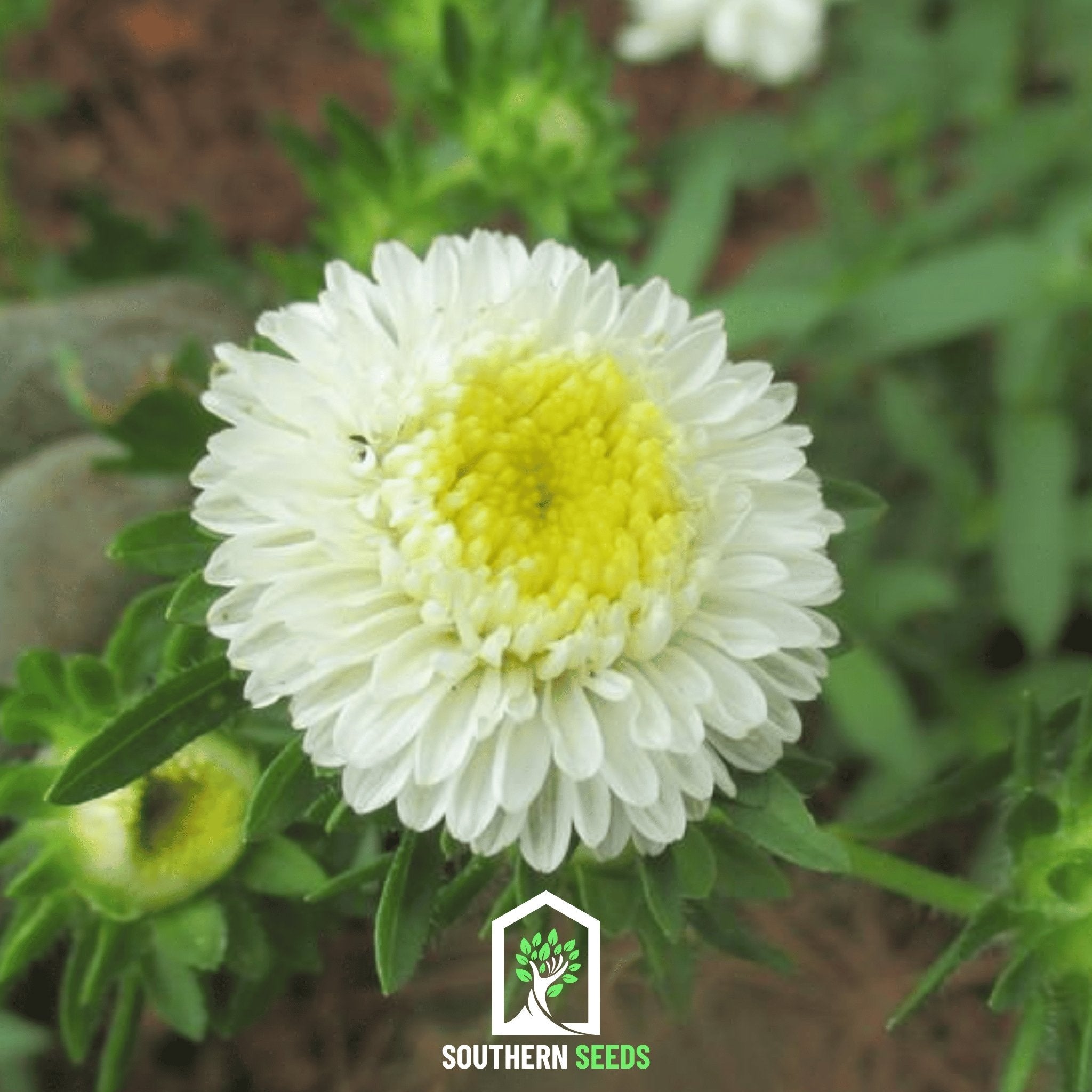 White Pompon Aster – 50 Seeds
