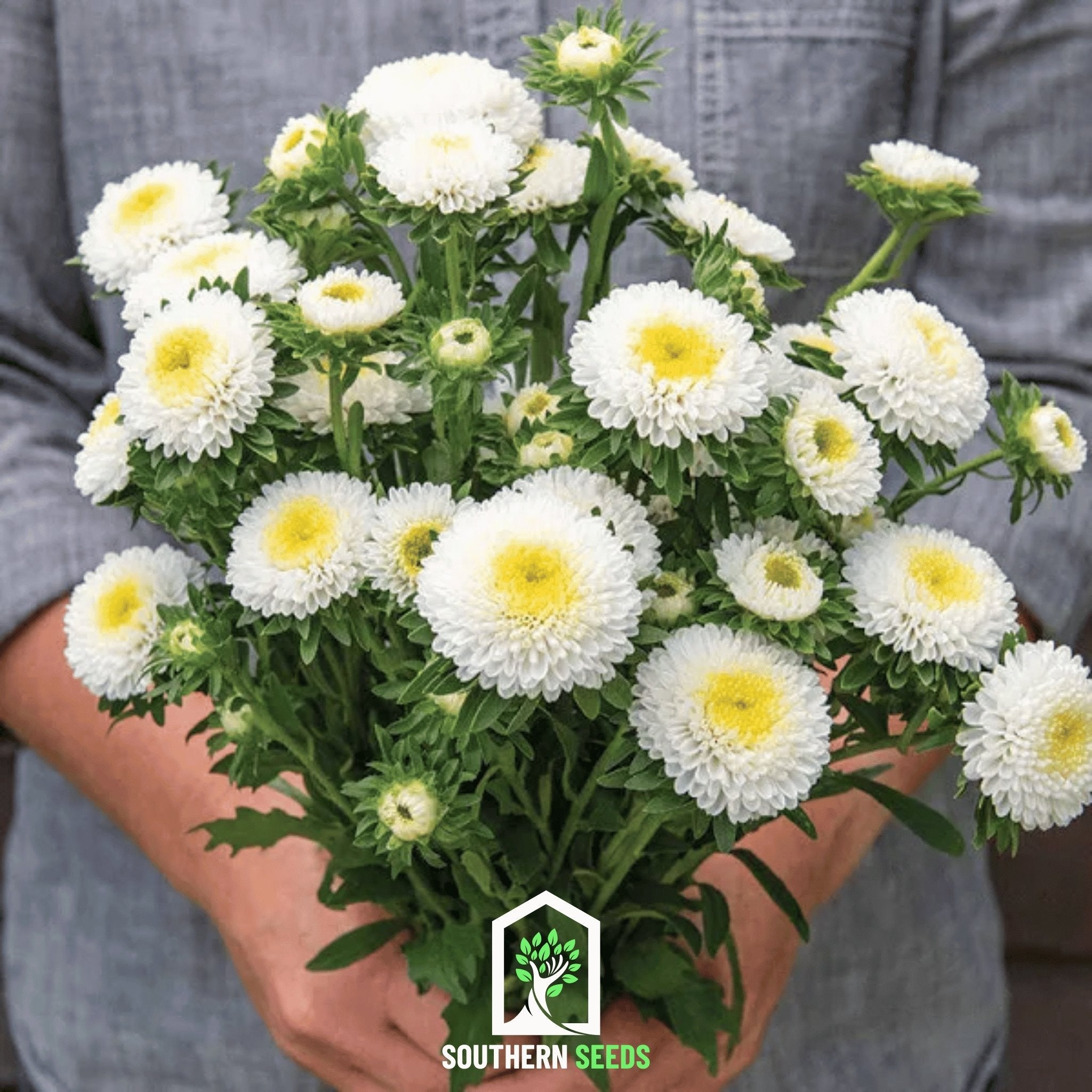 White Pompon Aster – 50 Seeds