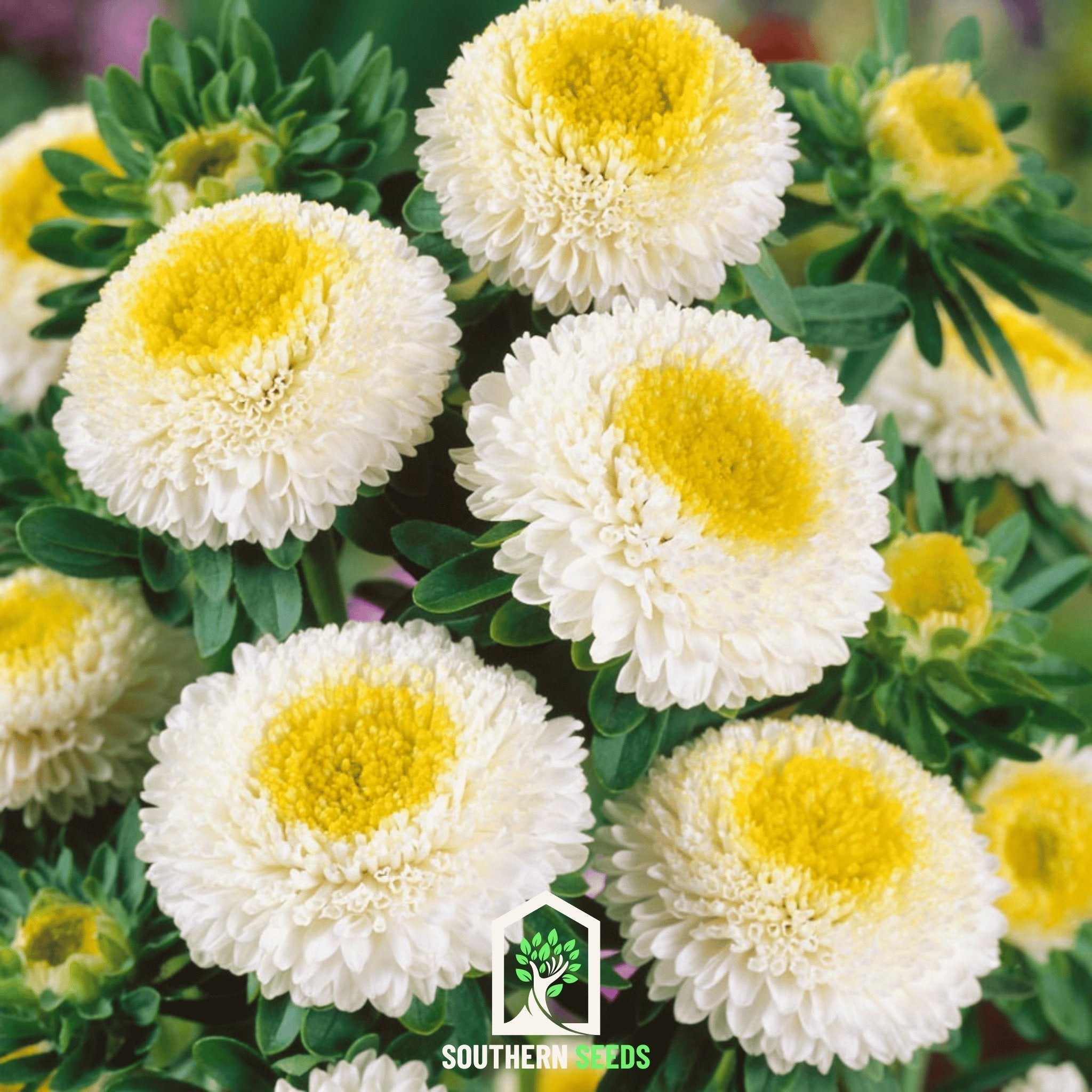 White Pompon Aster – 50 Seeds