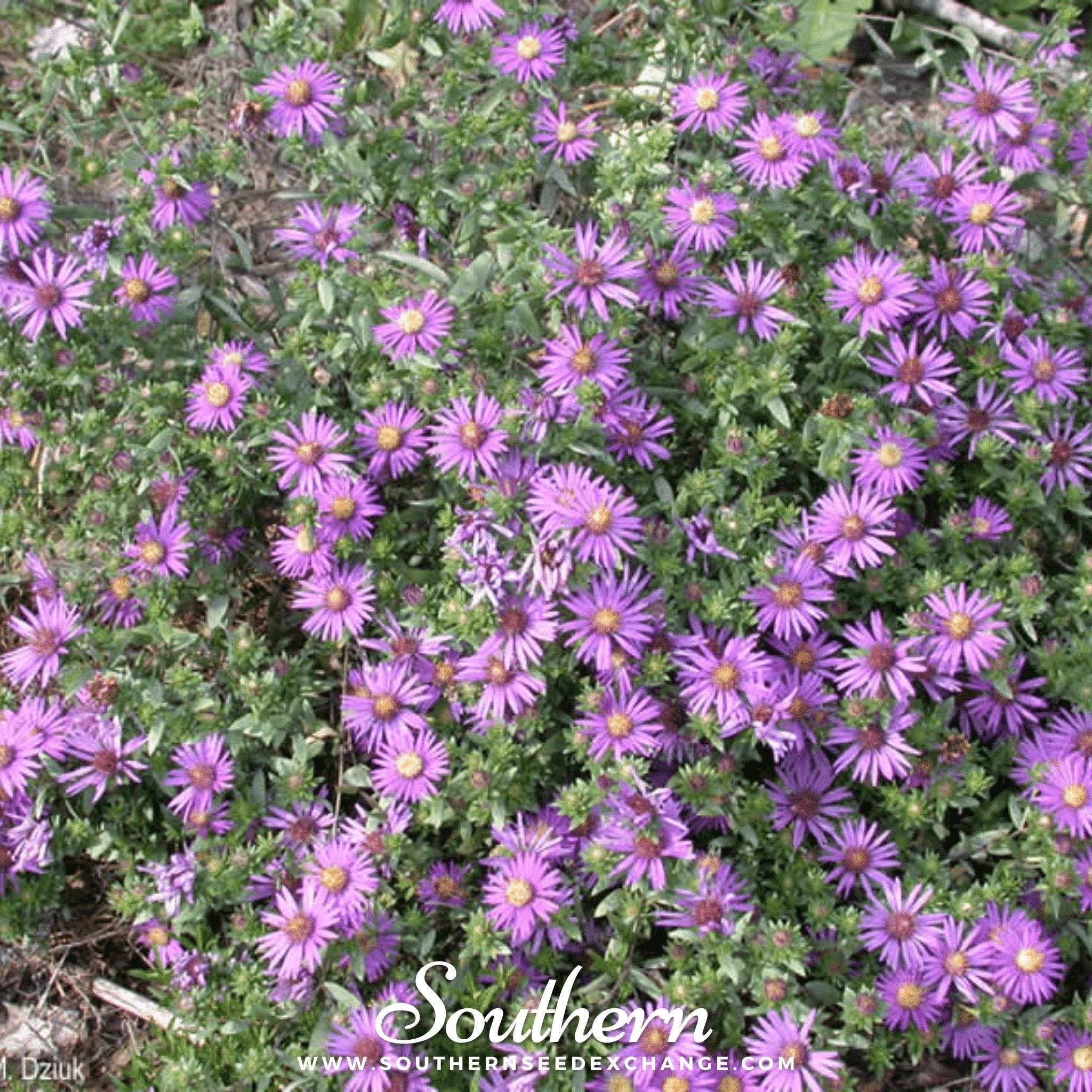 Silky Aster – 25 Seeds