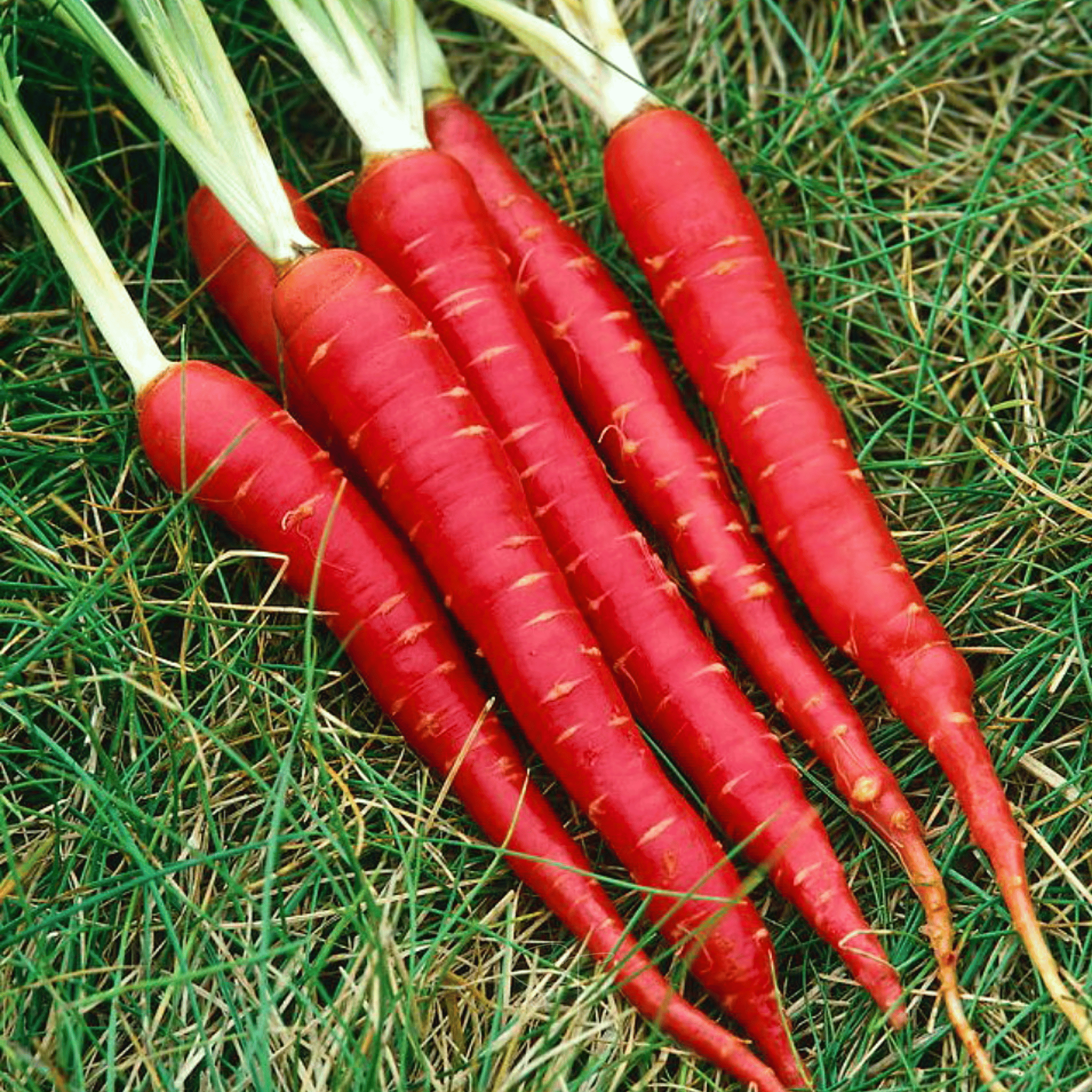 Atomic Red Carrot – 250 Seeds