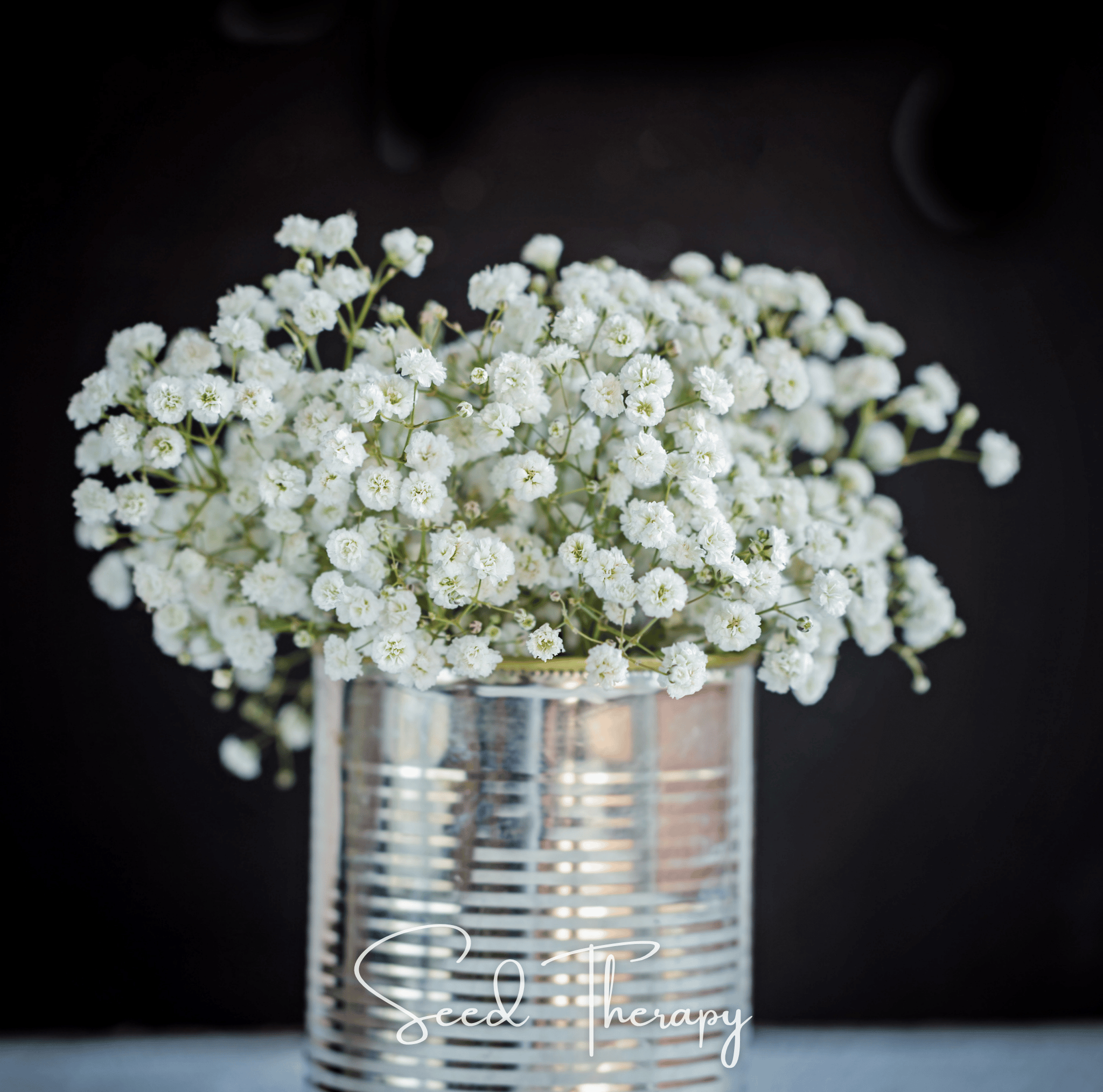 Perennial Baby’s Breath – 100 Seeds