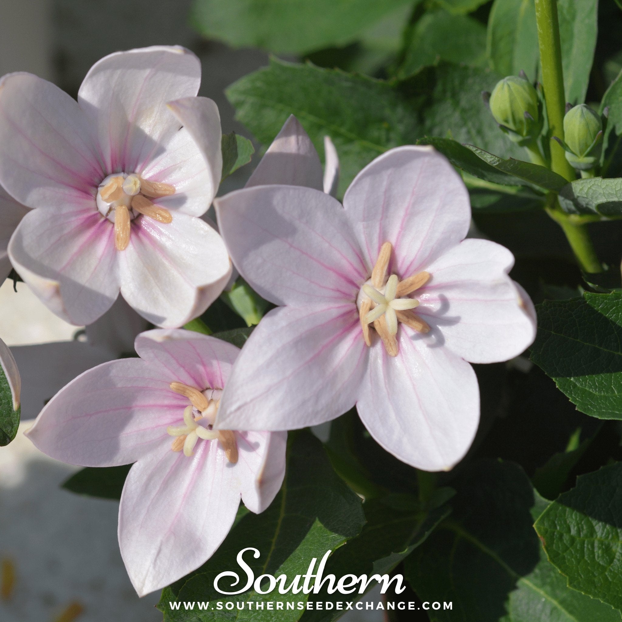 White Balloon Flower – 50 Seeds