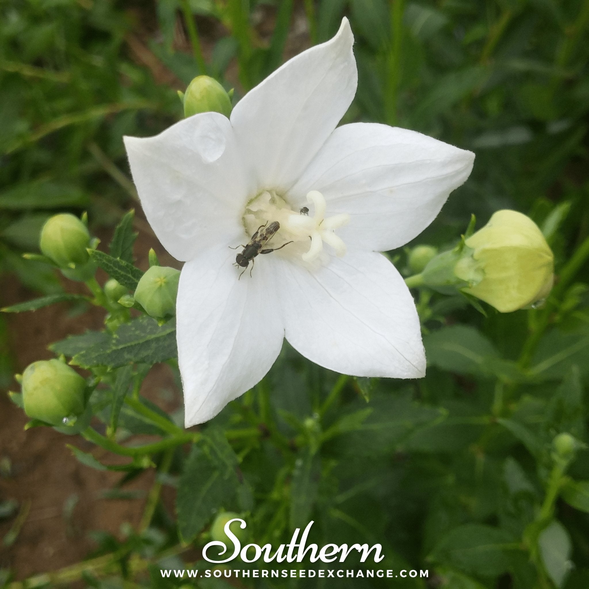 White Balloon Flower – 50 Seeds