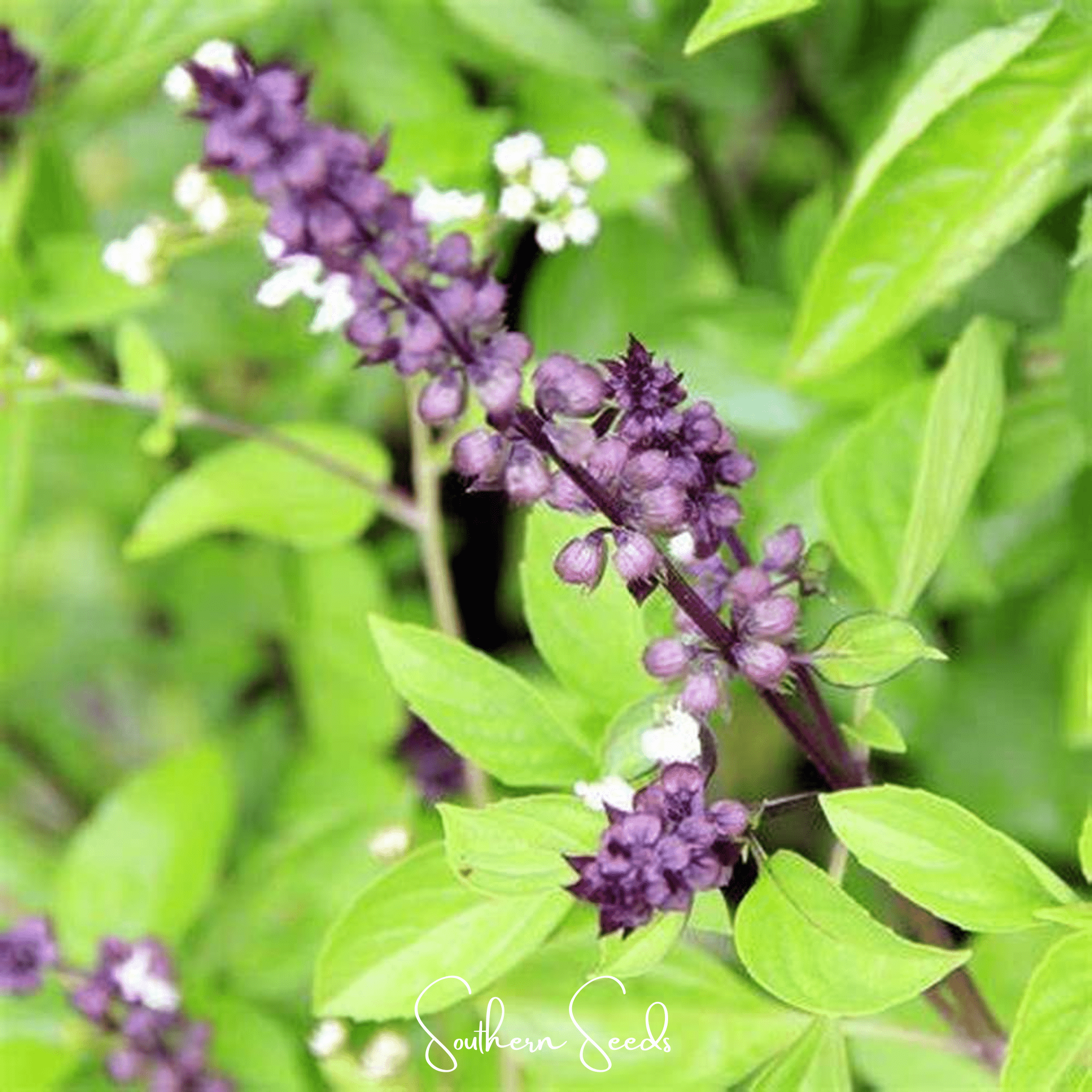 Blue Spice Basil – 100 Seeds