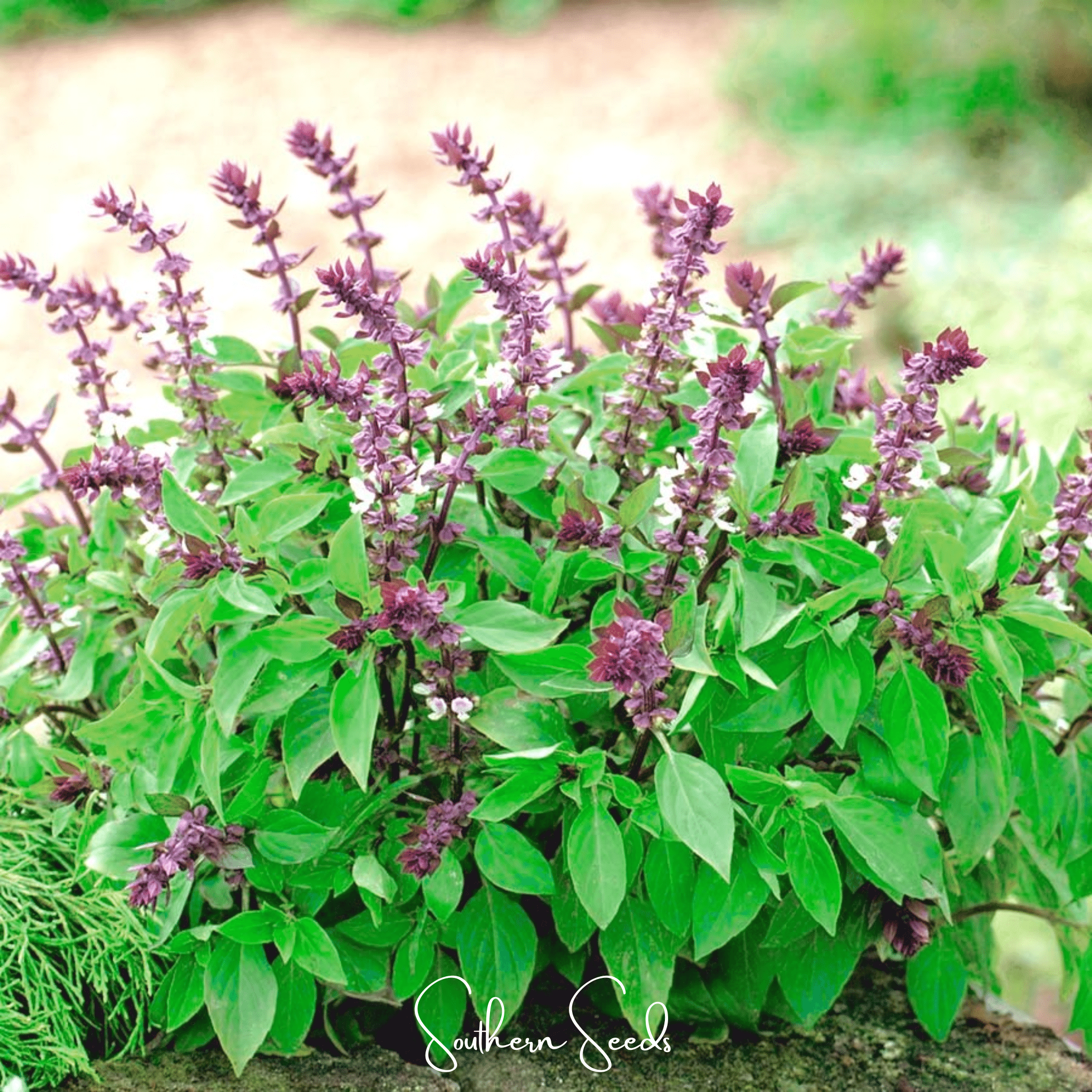 Blue Spice Basil – 100 Seeds