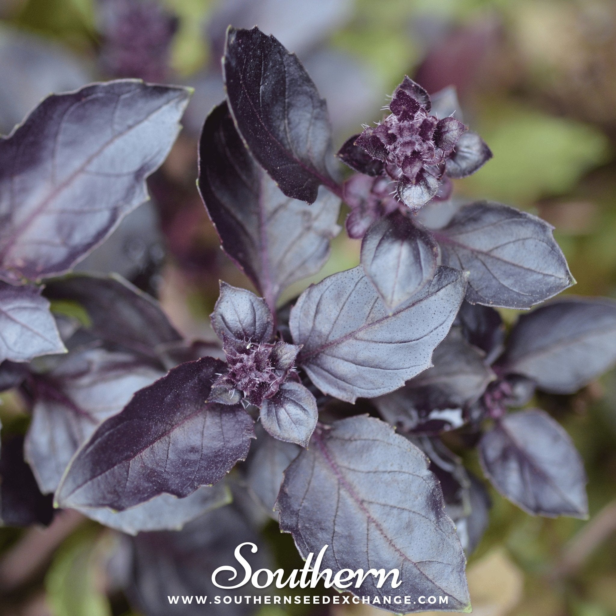 Dark Opal Basil – 250 Seeds