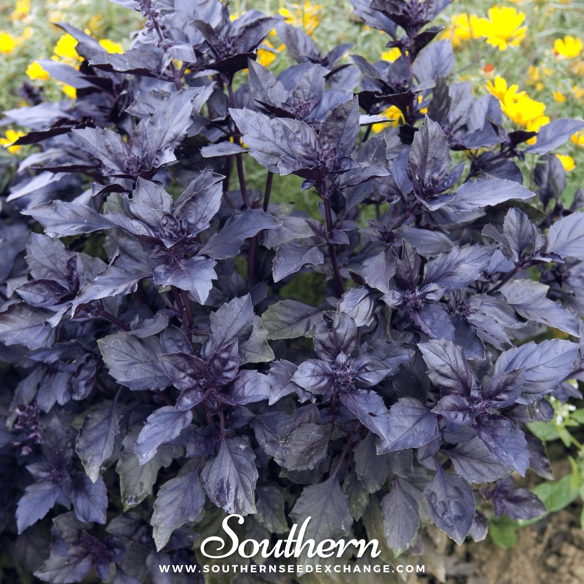Dark Opal Basil – 250 Seeds