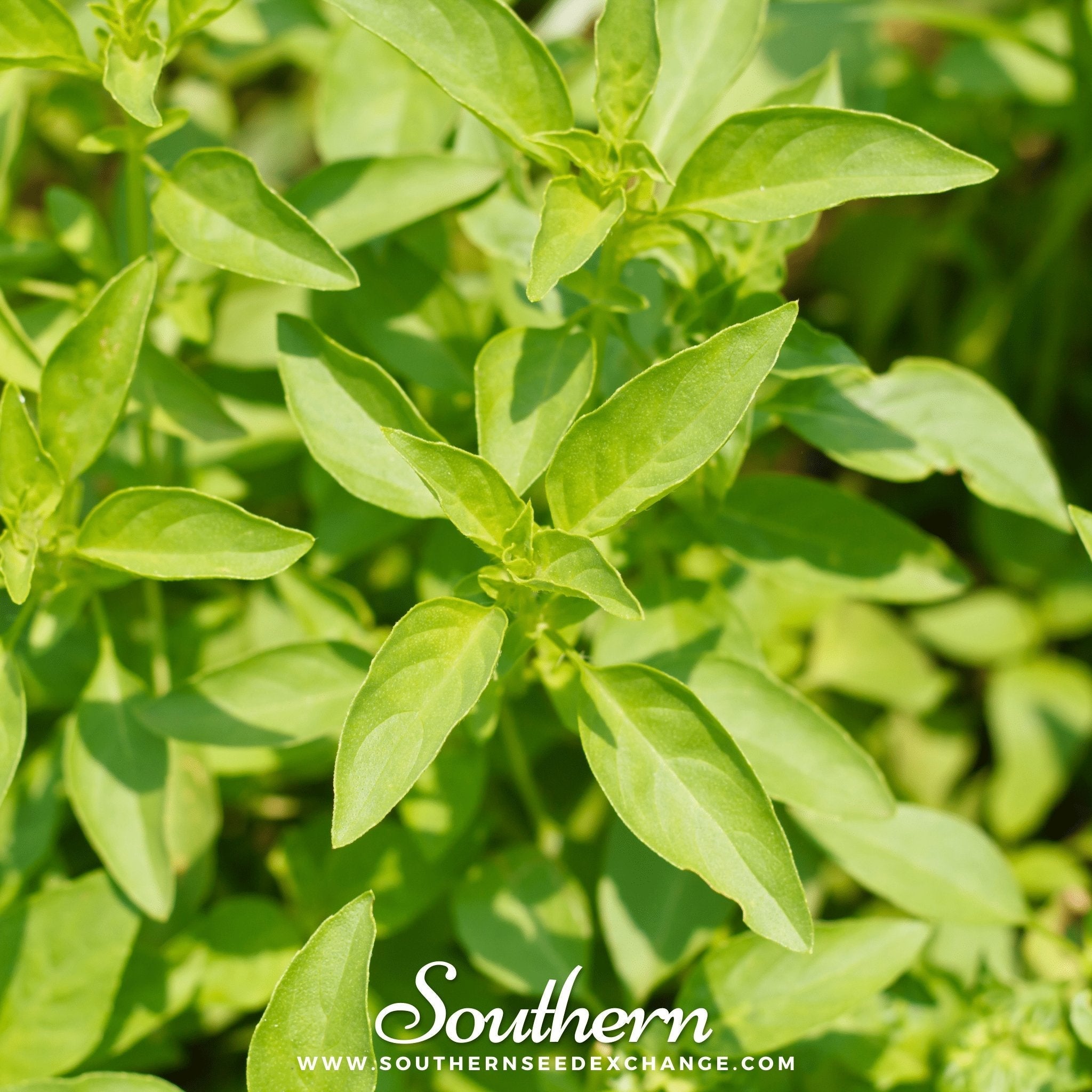 Lemon Basil – 250 Seeds