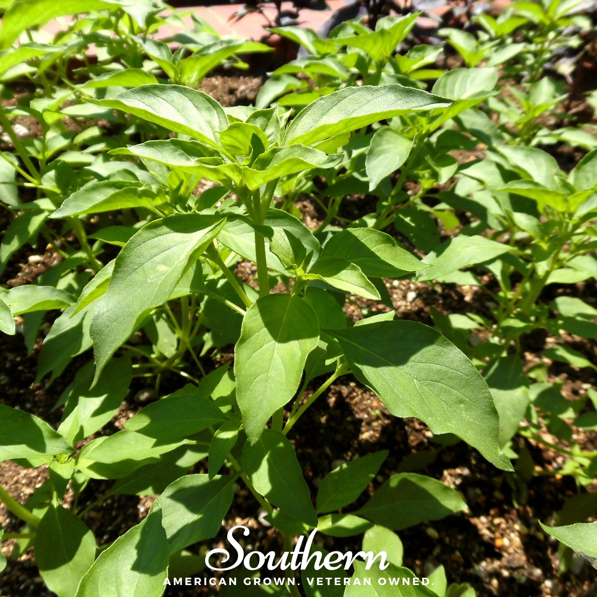 Lime Basil – 250 Seeds