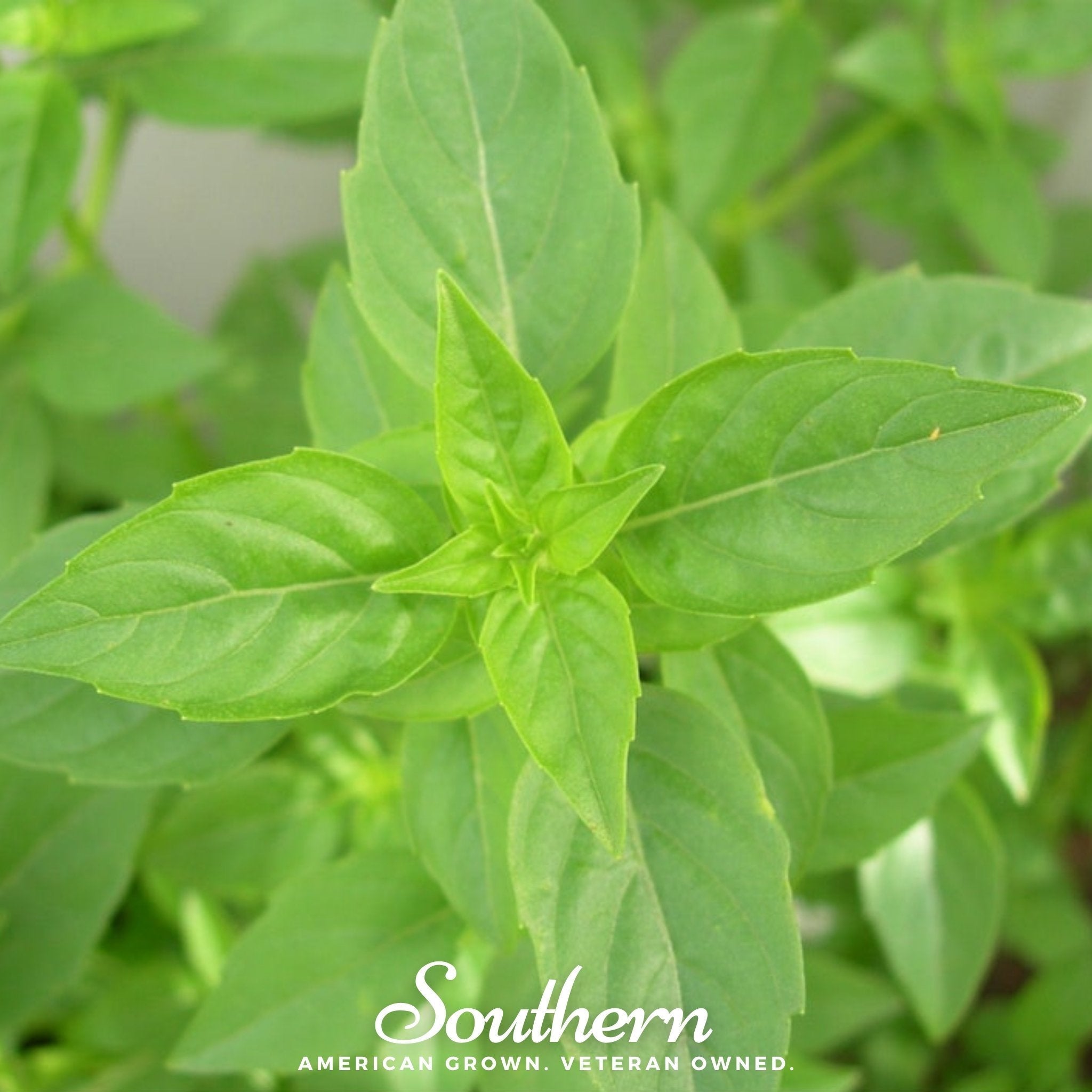 Lime Basil – 250 Seeds