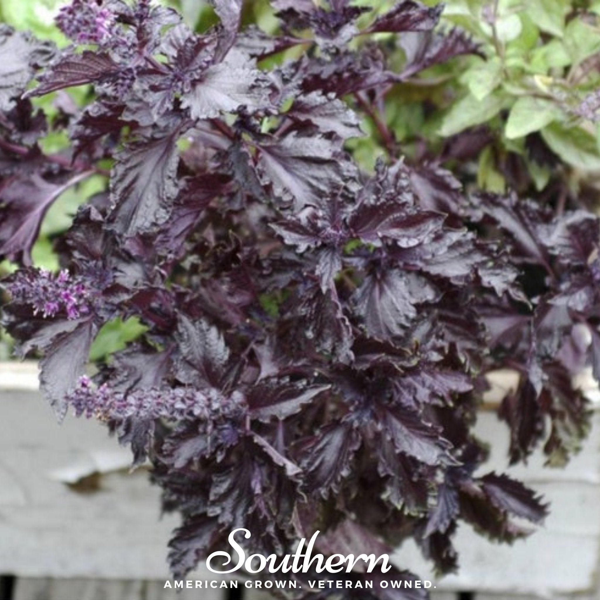 Purple Ruffles Basil – 250 Seeds