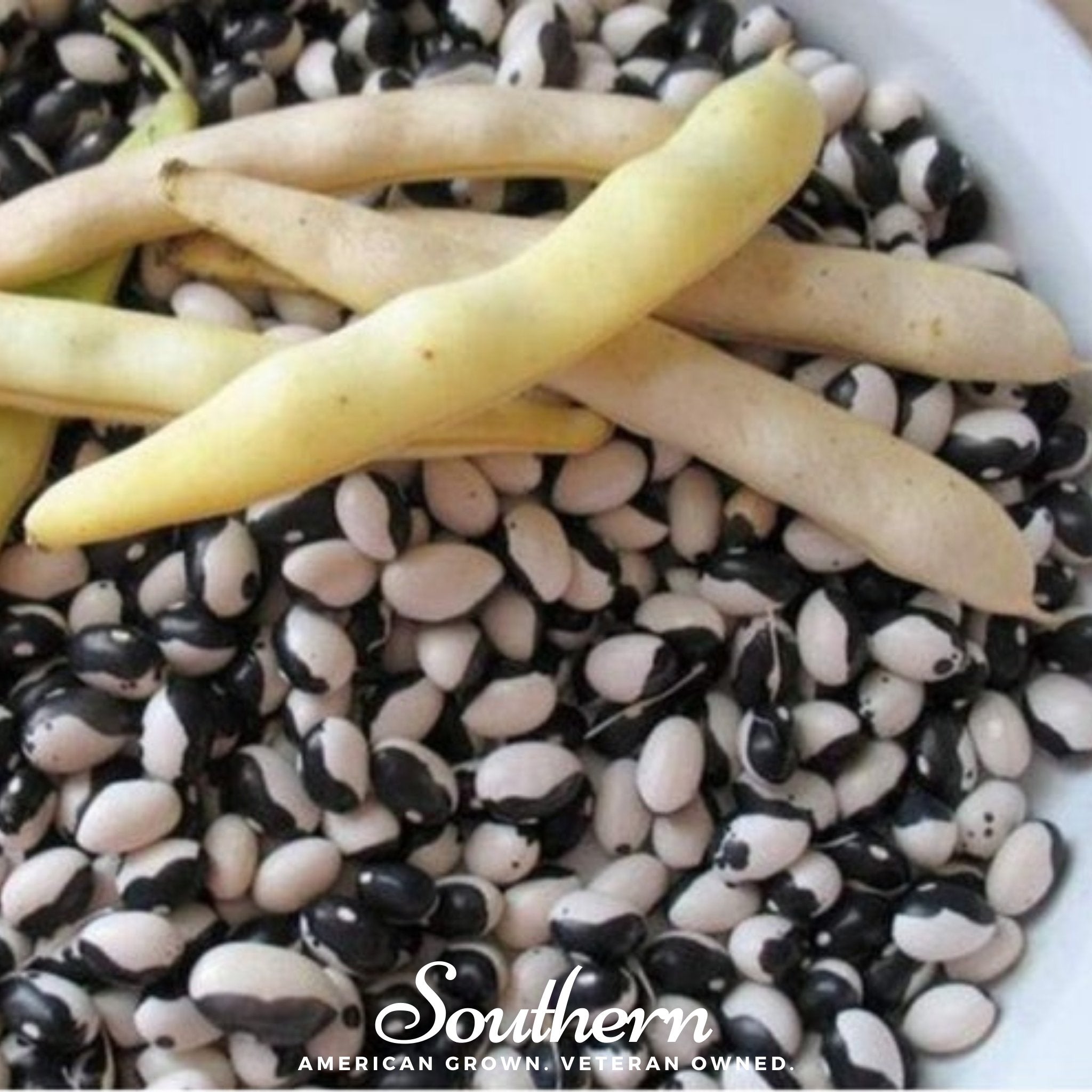 Calypso Orca Bean (Bush) – 25 Seeds