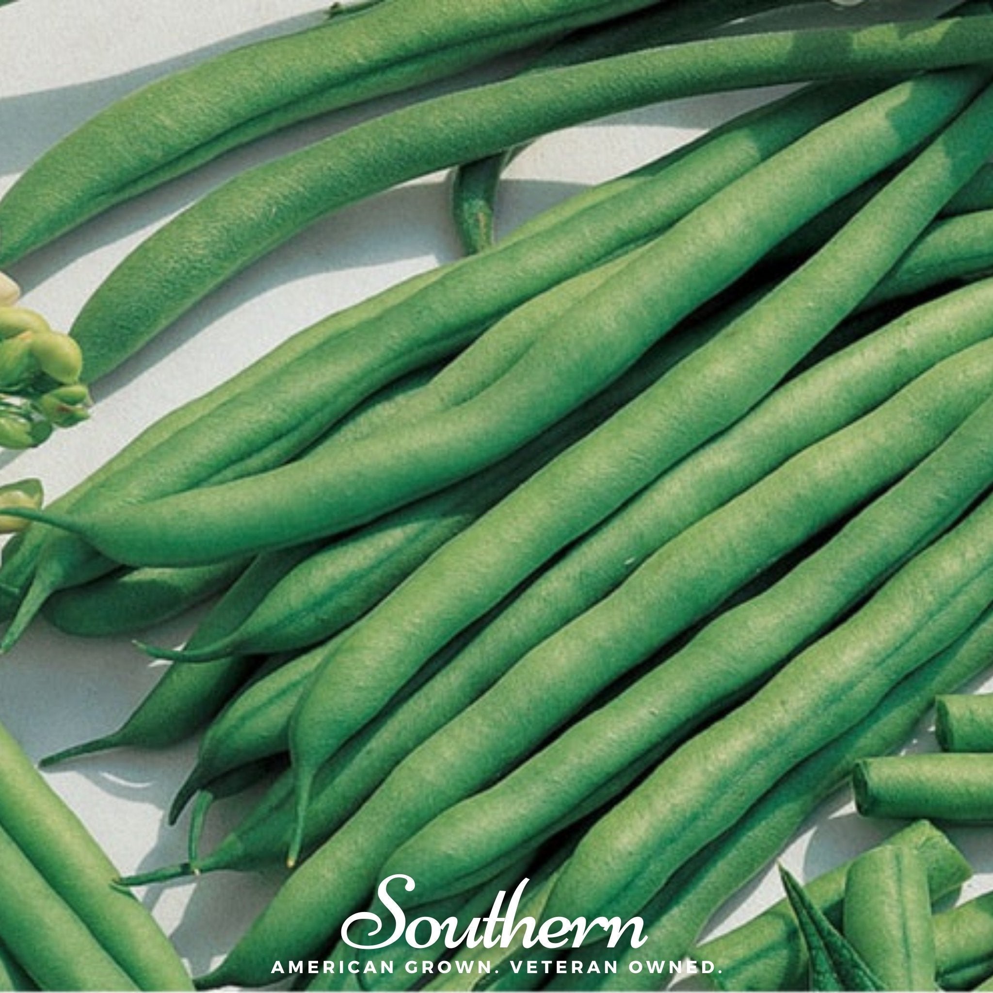 Kentucky Blue Bean (Pole) – 50 Seeds