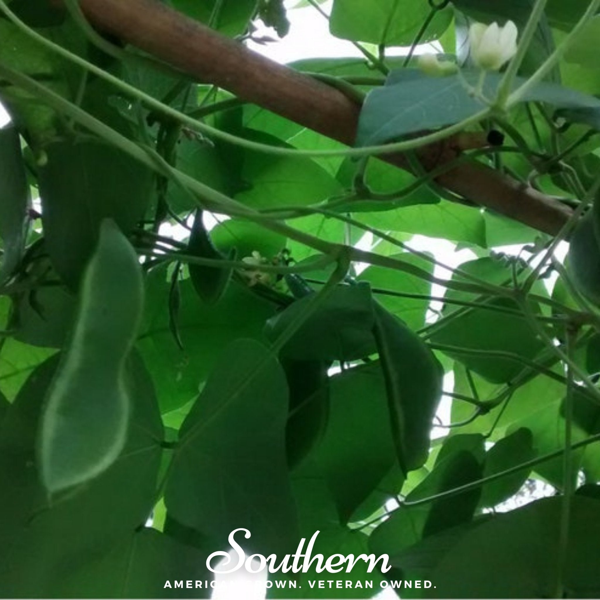 King of the Garden Lima Bean (Pole) – 15 Seeds