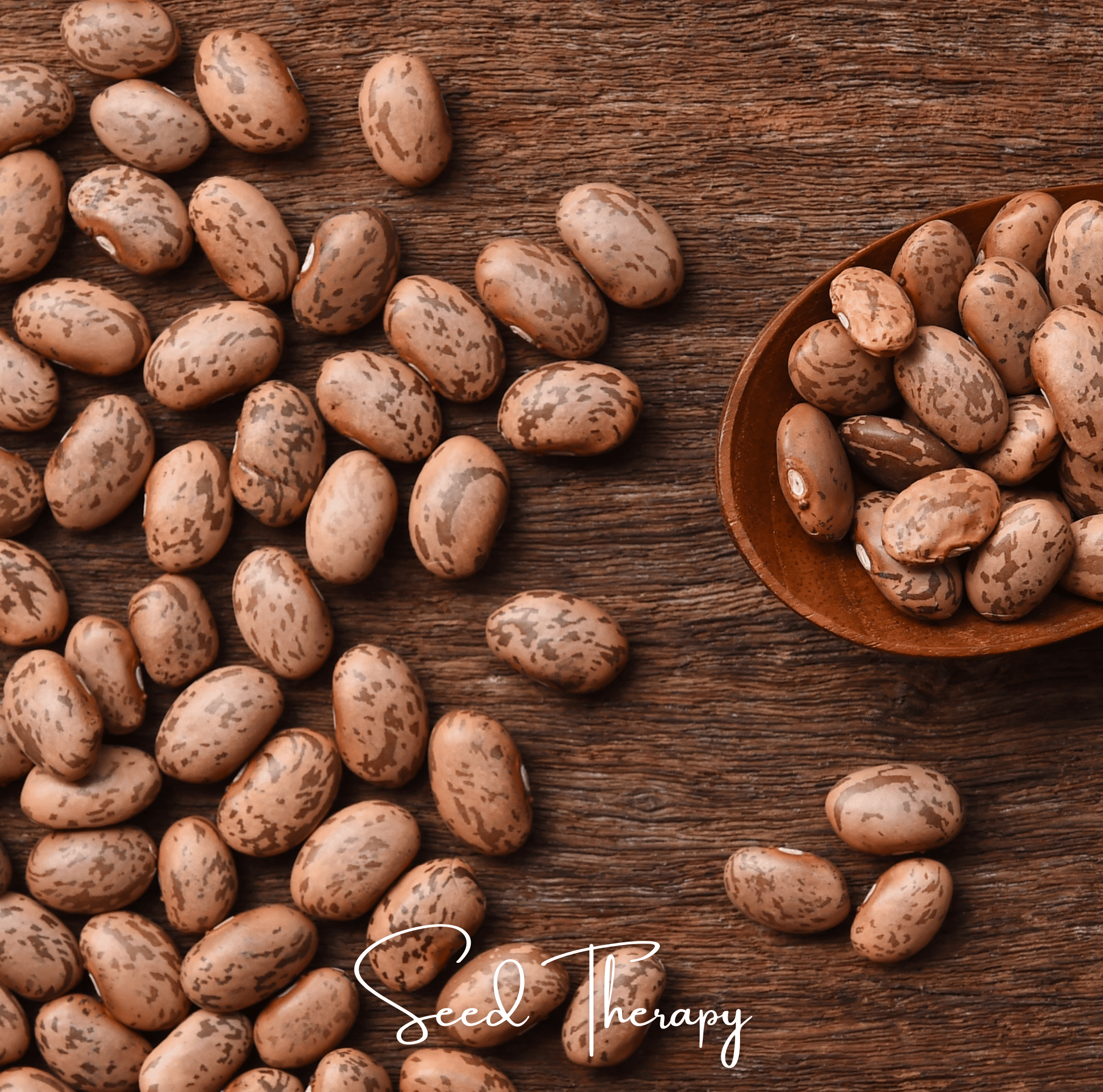 Pinto Bean – 20 Seeds