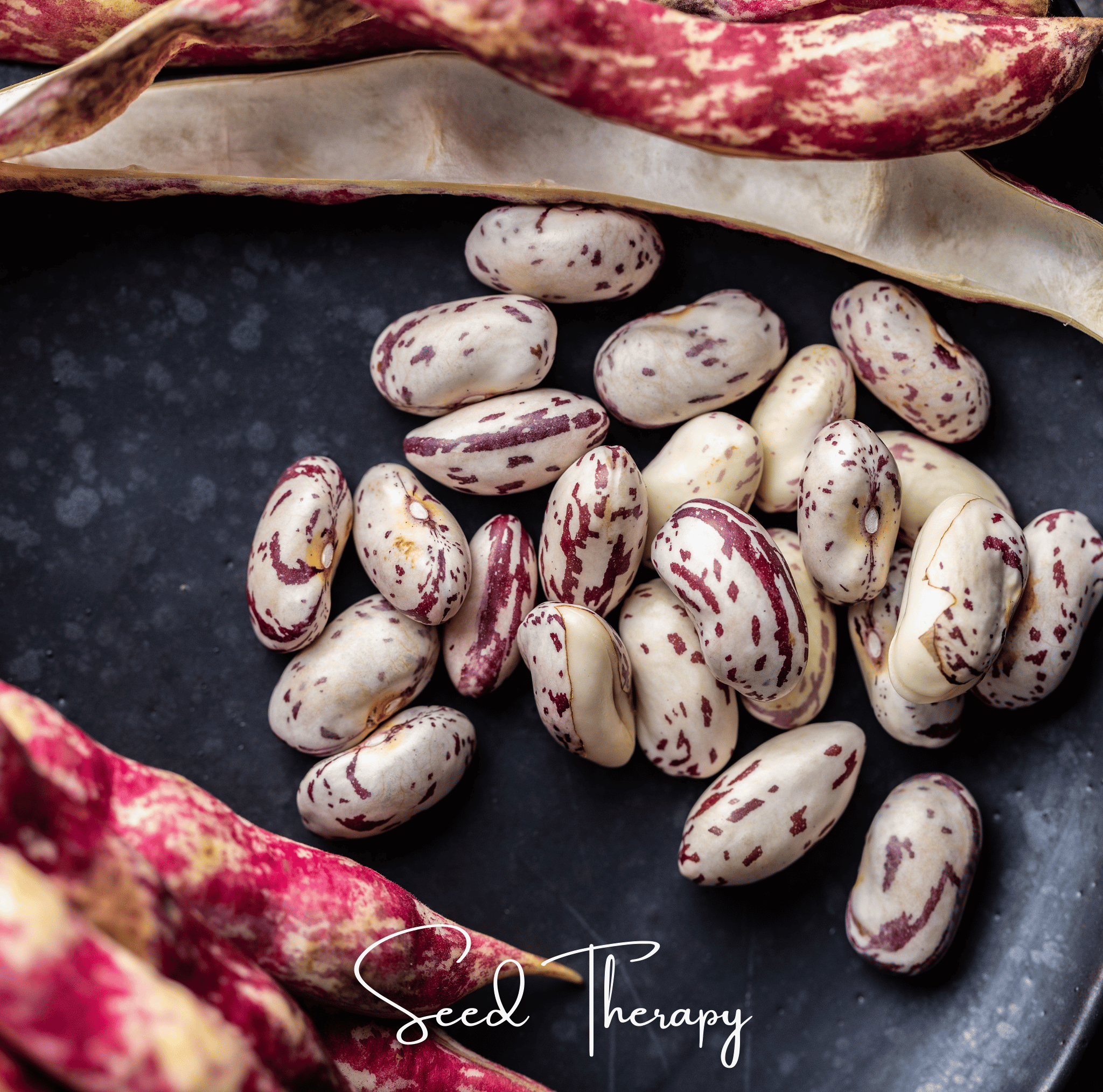 Vermont Cranberry Bean (Bush) – 20 Seeds