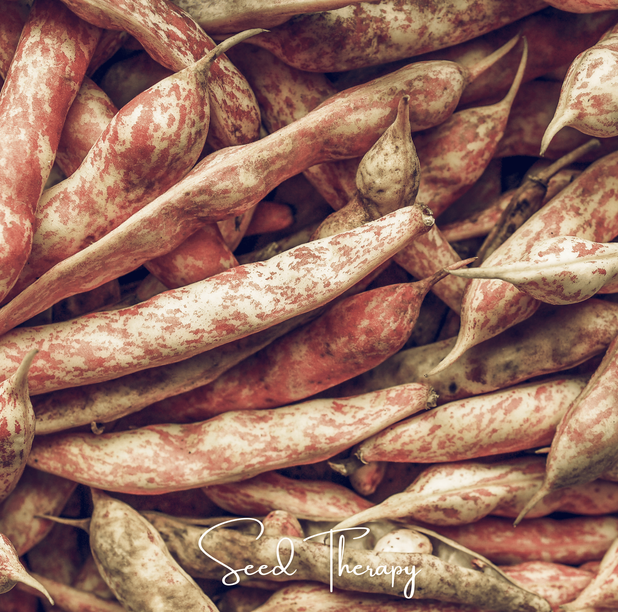 Vermont Cranberry Bean (Bush) – 20 Seeds