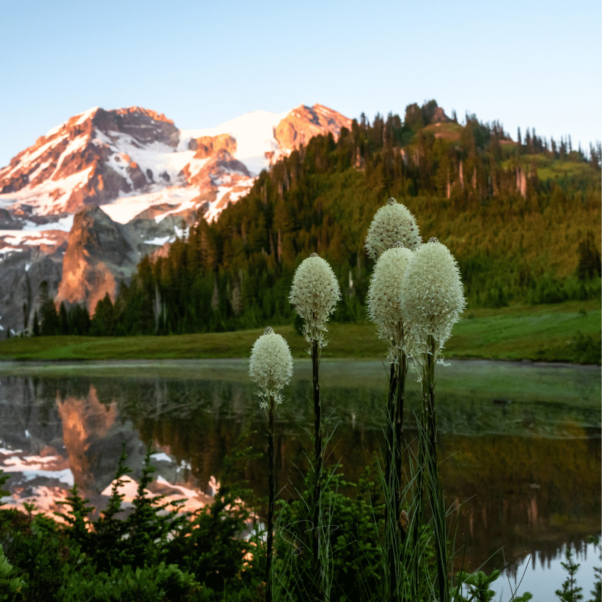 Bear Grass – 50 Seeds