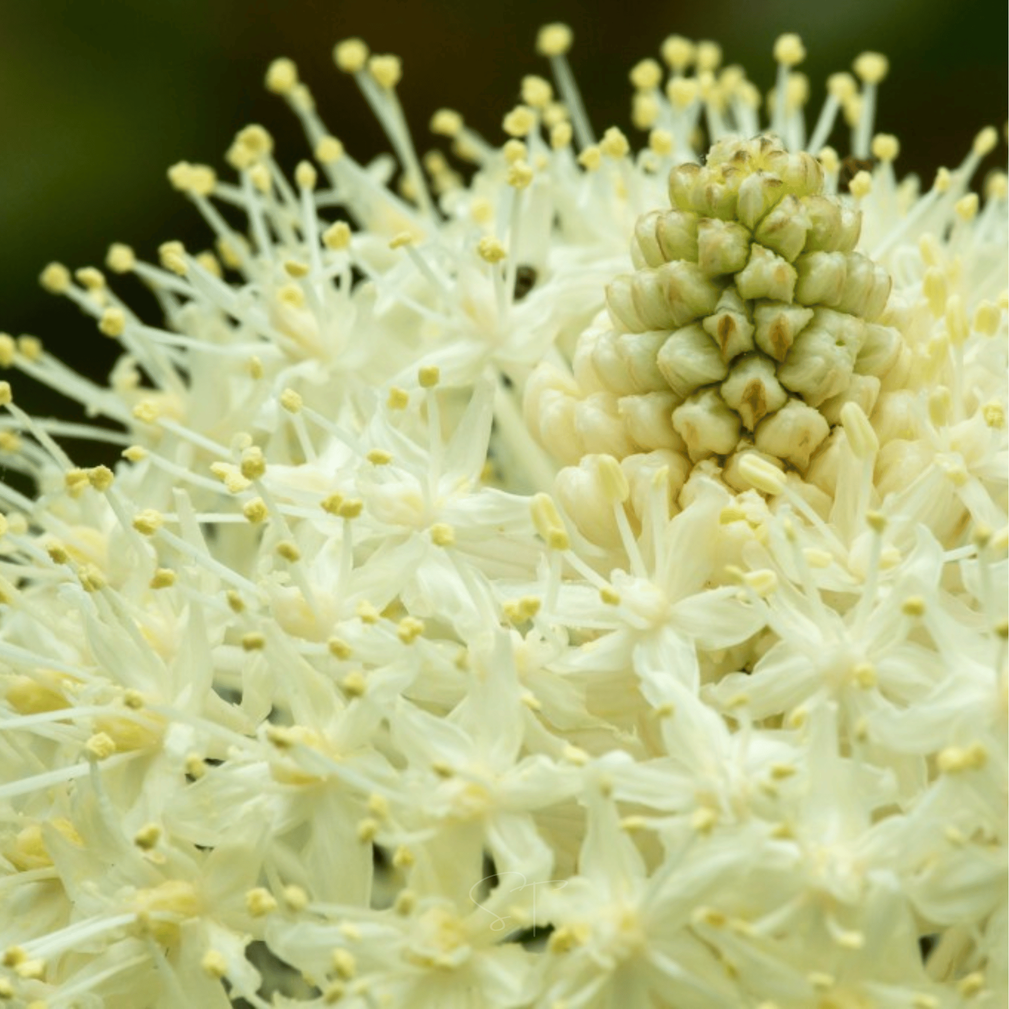Bear Grass – 50 Seeds