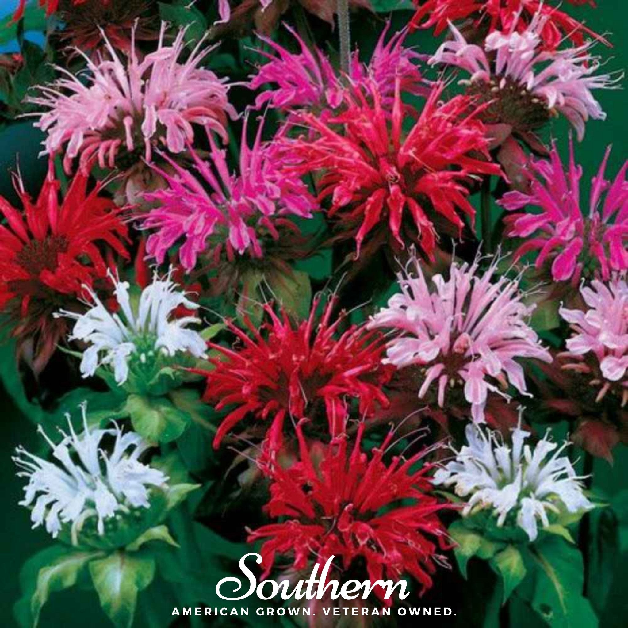 Monarda Bee Balm Mix – 20 Seeds