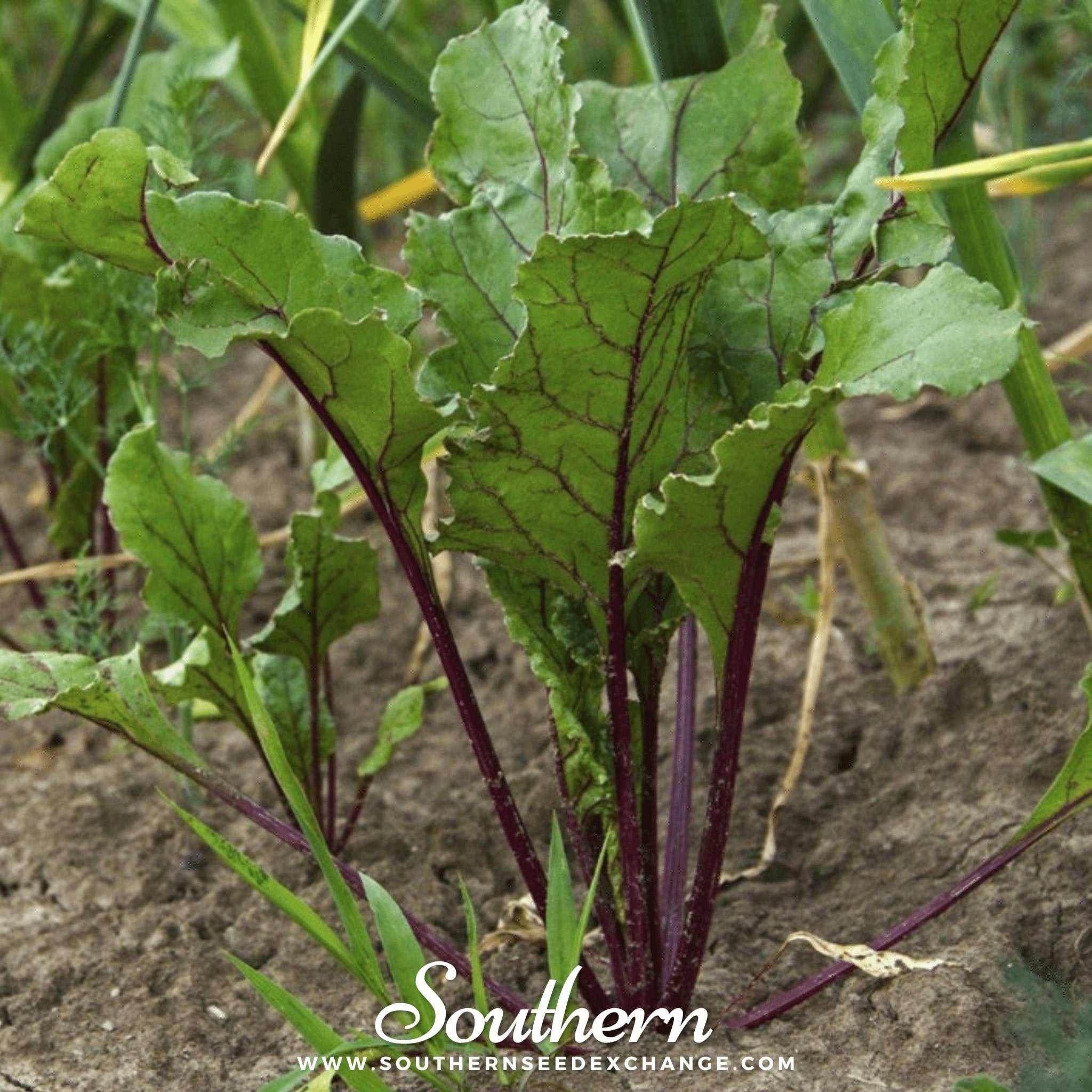 Crosby’s Egyptian Beet – 100 Seeds