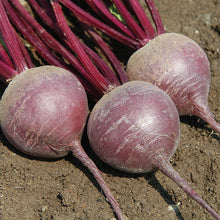 Load image into Gallery viewer, Olle Garden Seedlings - Roots &amp; Shoots Bundle (Spring)
