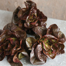 Load image into Gallery viewer, Olle Garden Seedlings  - Lettuce Mix (Spring)
