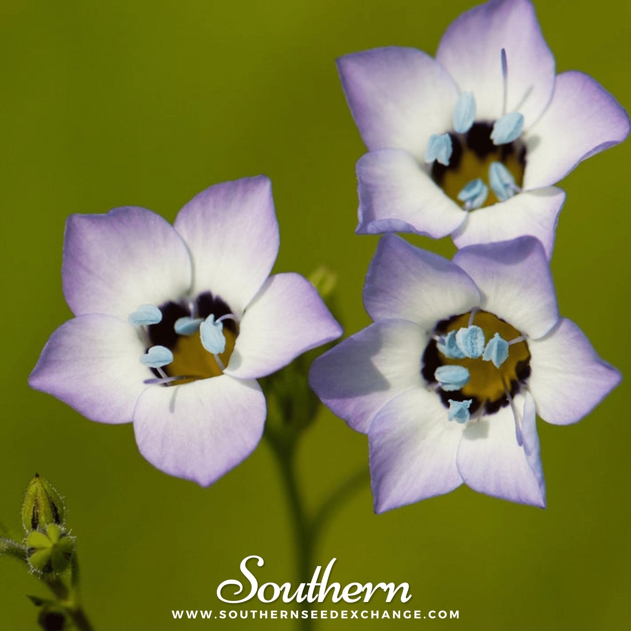 Bird's Eye – 100 Seeds