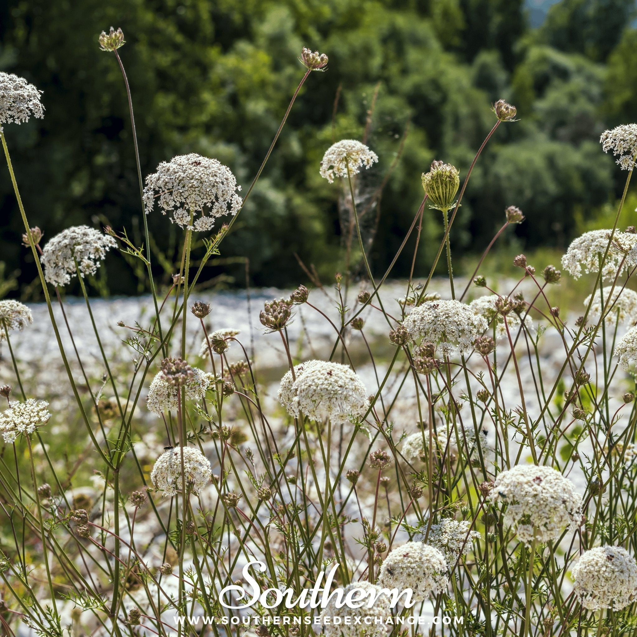 Bishop’s Flower (Wild Carrot) – 500 Seeds