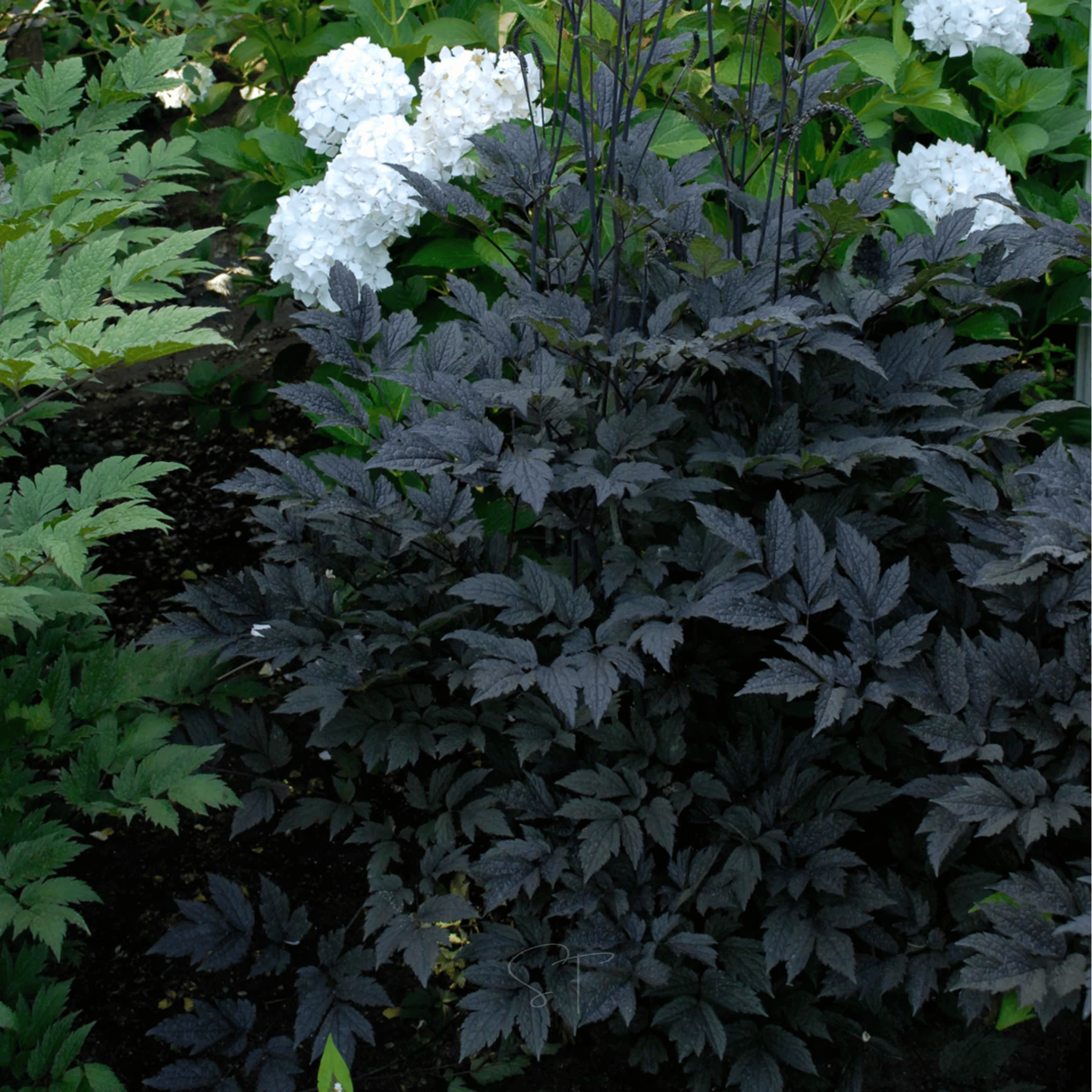 Black Cohosh (Bugbane) – 25 Seeds