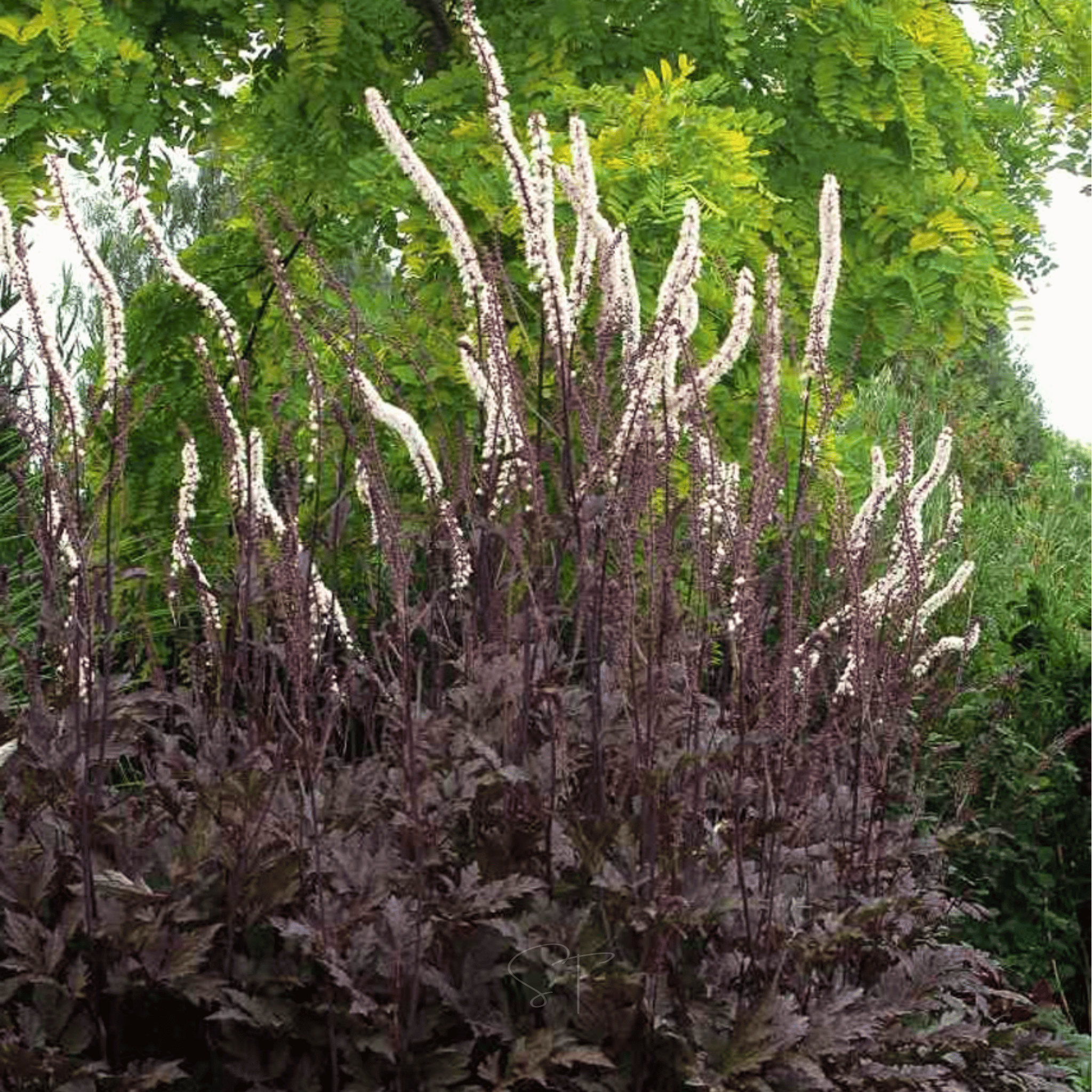 Black Cohosh (Bugbane) – 25 Seeds