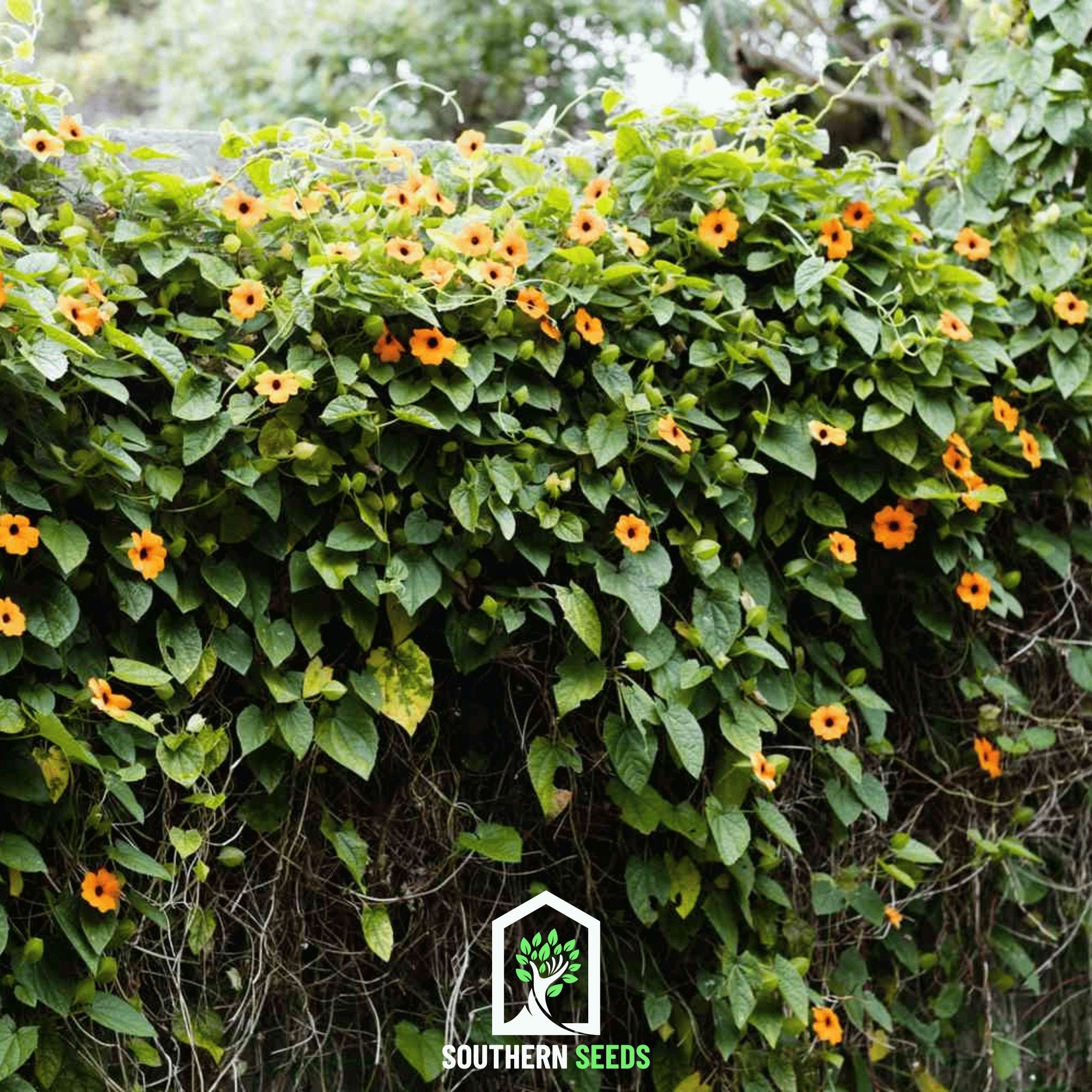Black Eyed Susan Vine Mix – 50 Seeds