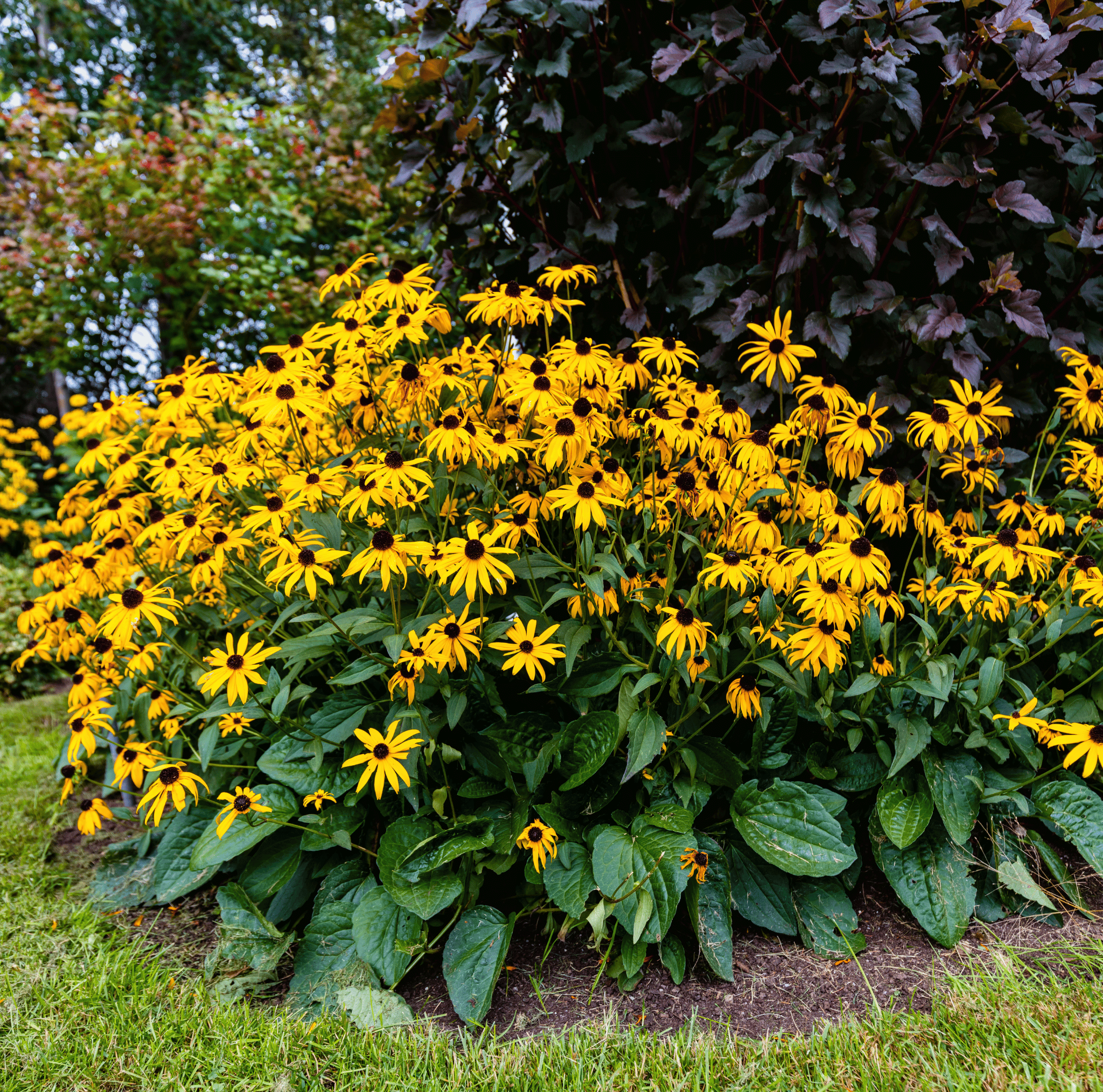 Black Eyed Susans – 100 Seeds