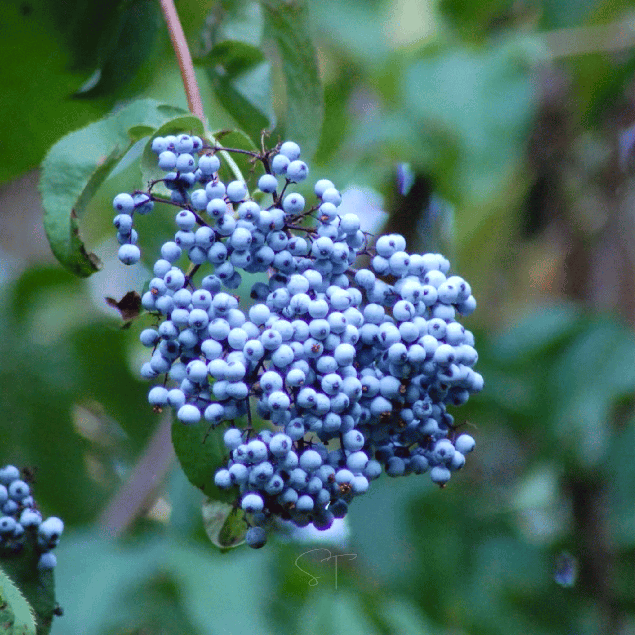Blue Elderberry – 50 Seeds