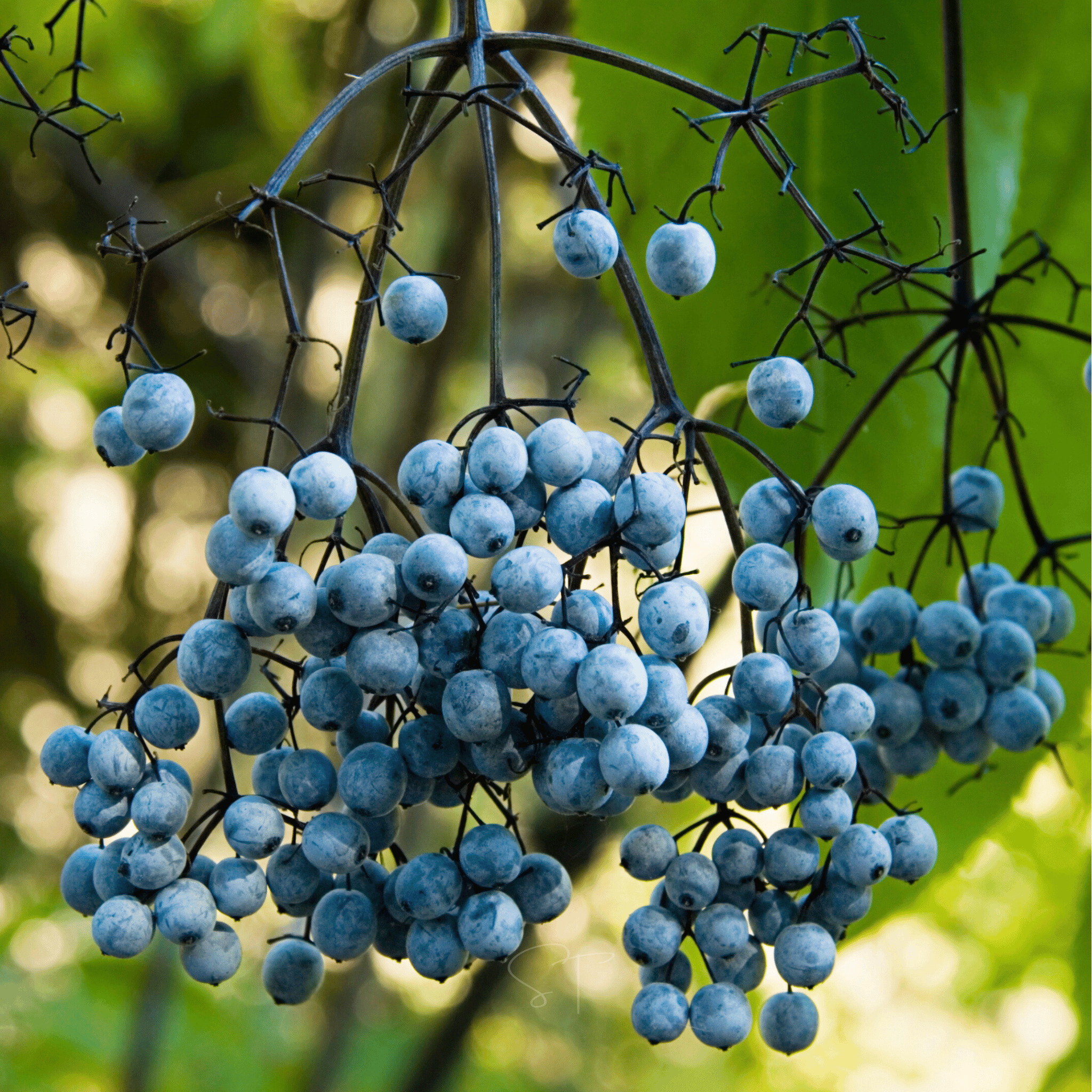 Blue Elderberry – 50 Seeds