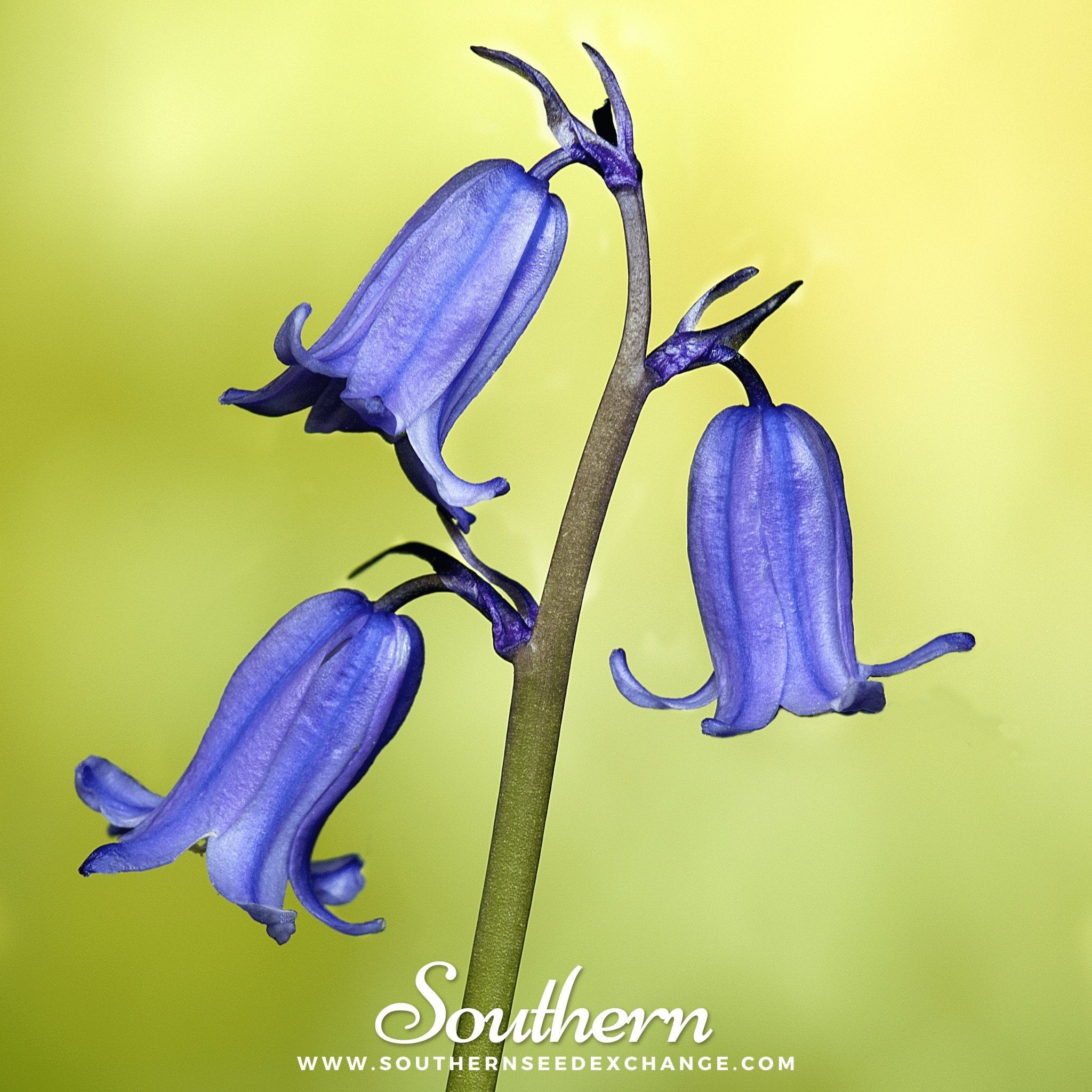 California Bluebell – 500 Seeds