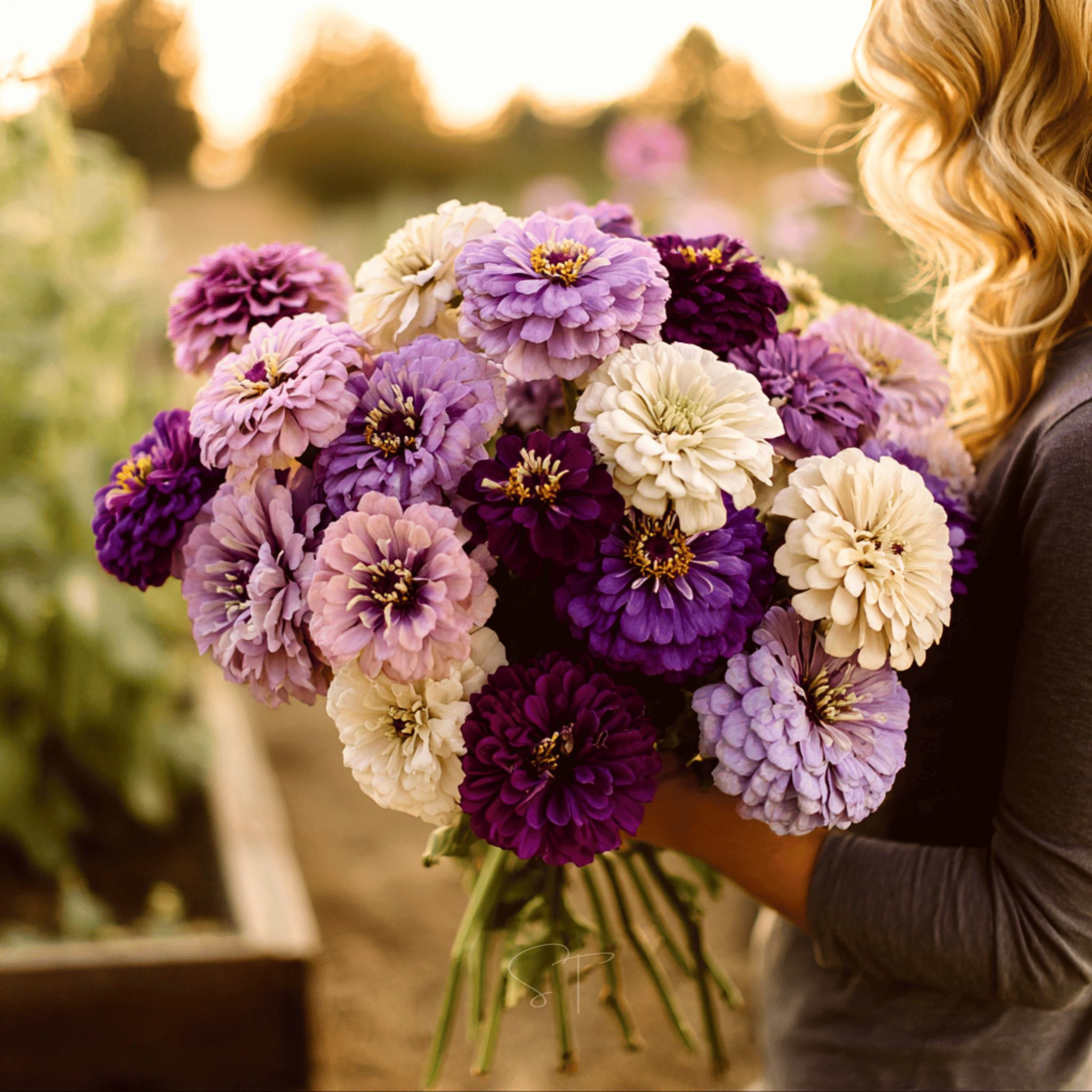 Blueberry Cheesecake Zinnia – 100 Seeds