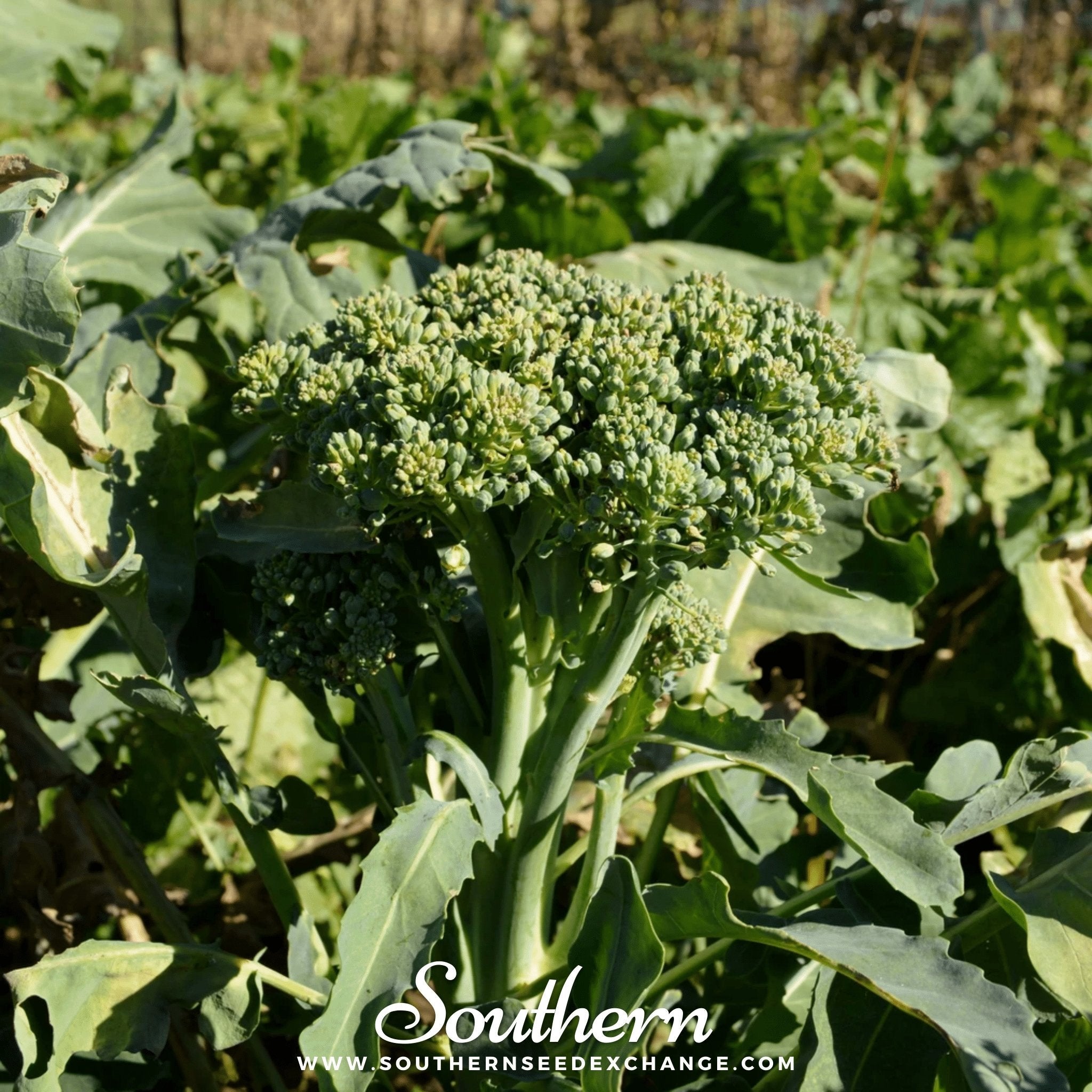 Di Cicco Broccoli – 200 Seeds
