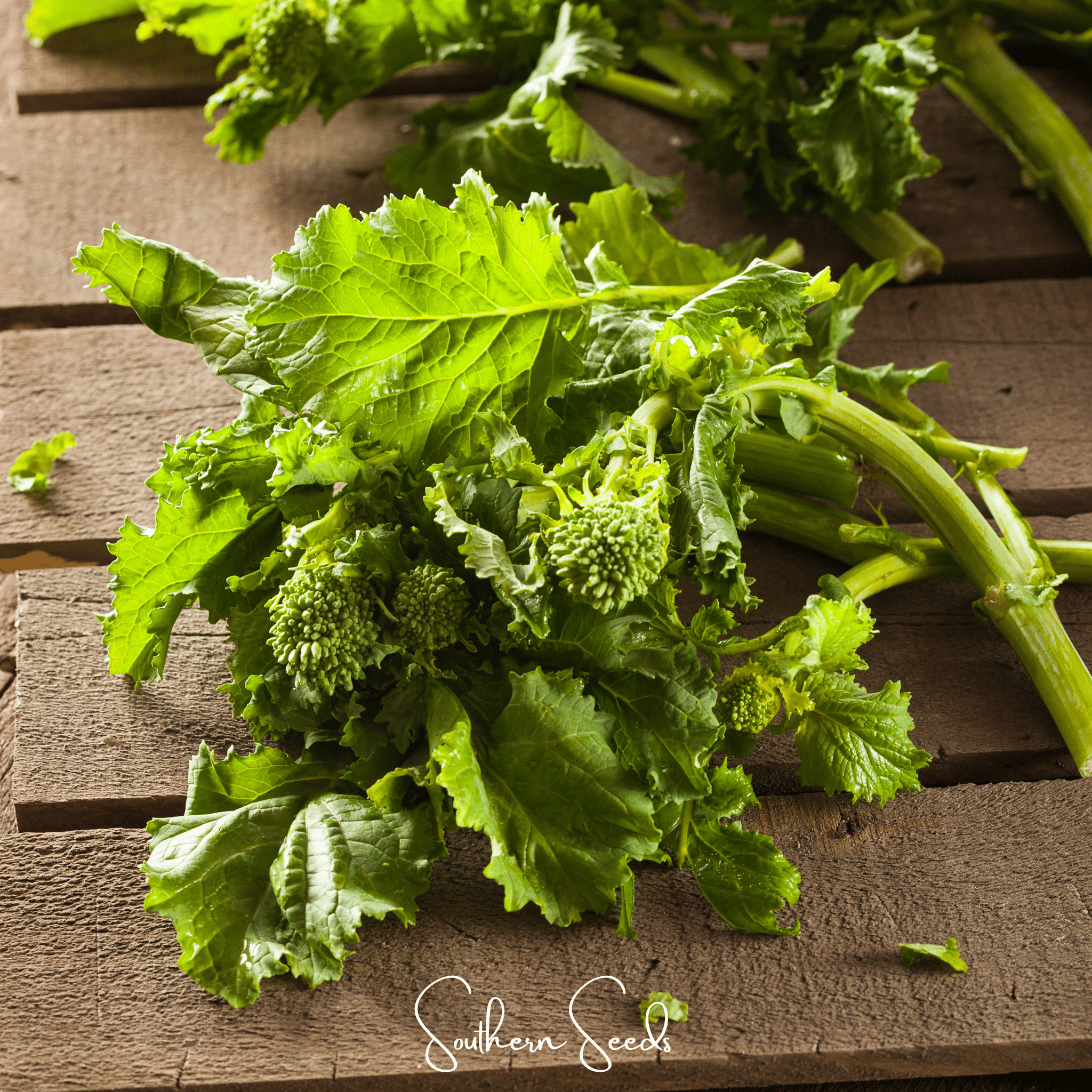 Rapini Raab Broccoli – 100 Seeds