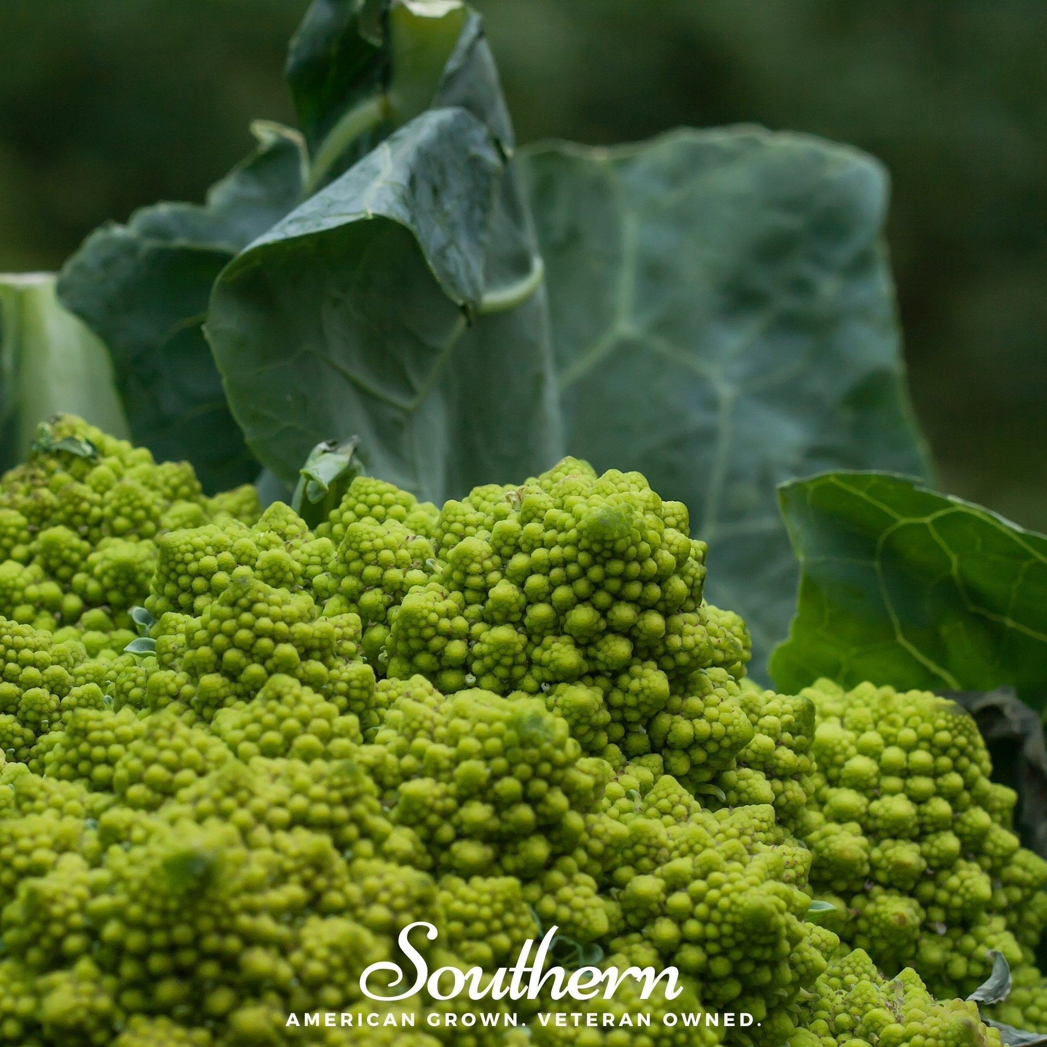 Romanesco Broccoli – 100 Seeds