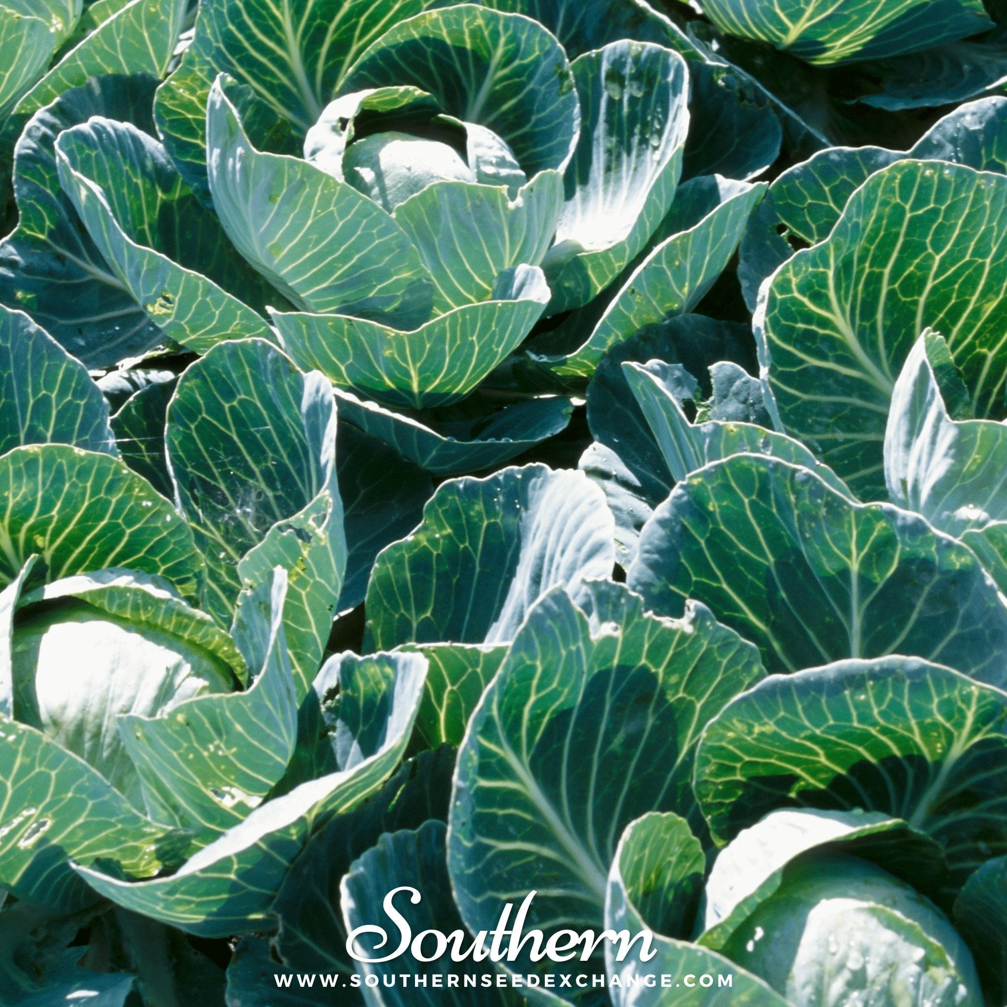 Copenhagen Market Cabbage – 100 Seeds