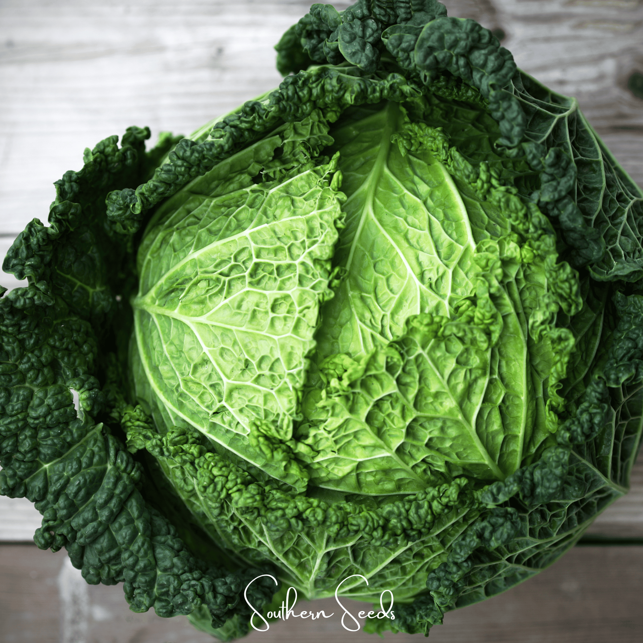 Savoy Cabbage – 100 Seeds